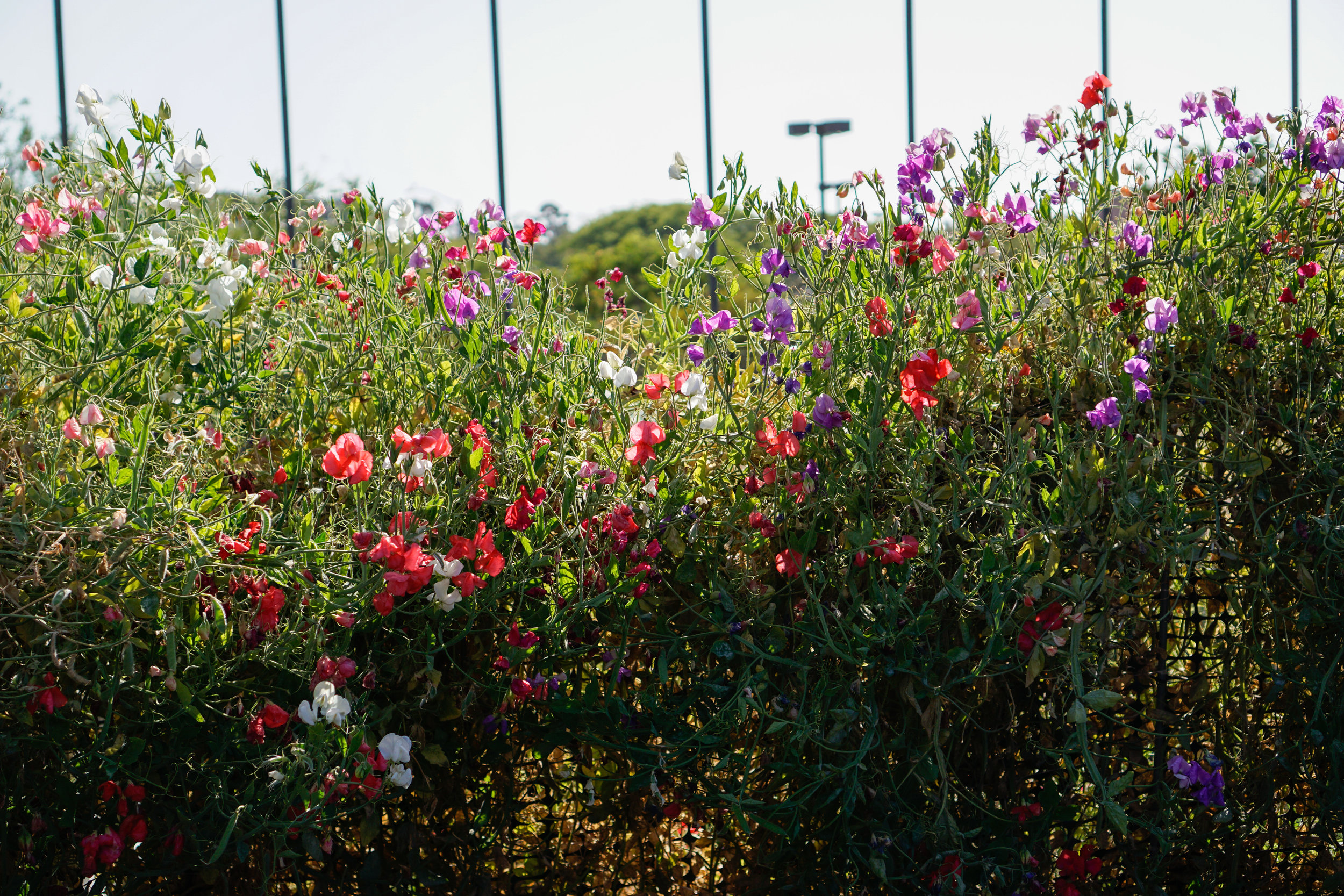 _DSC8764_edited.jpg