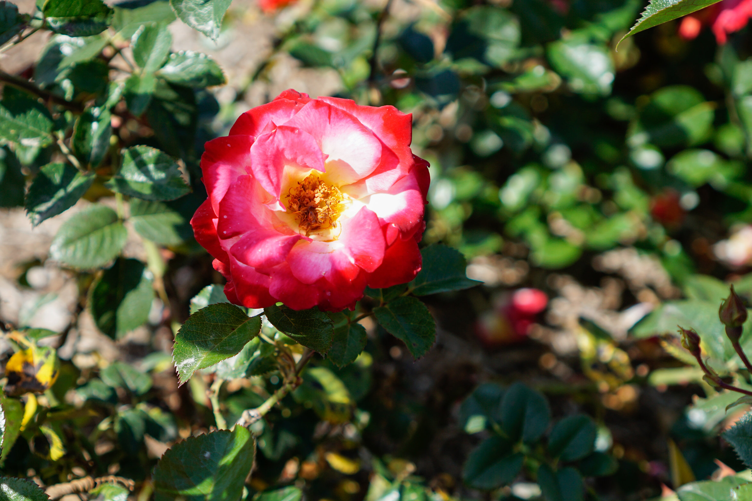 _DSC8754_edited.jpg