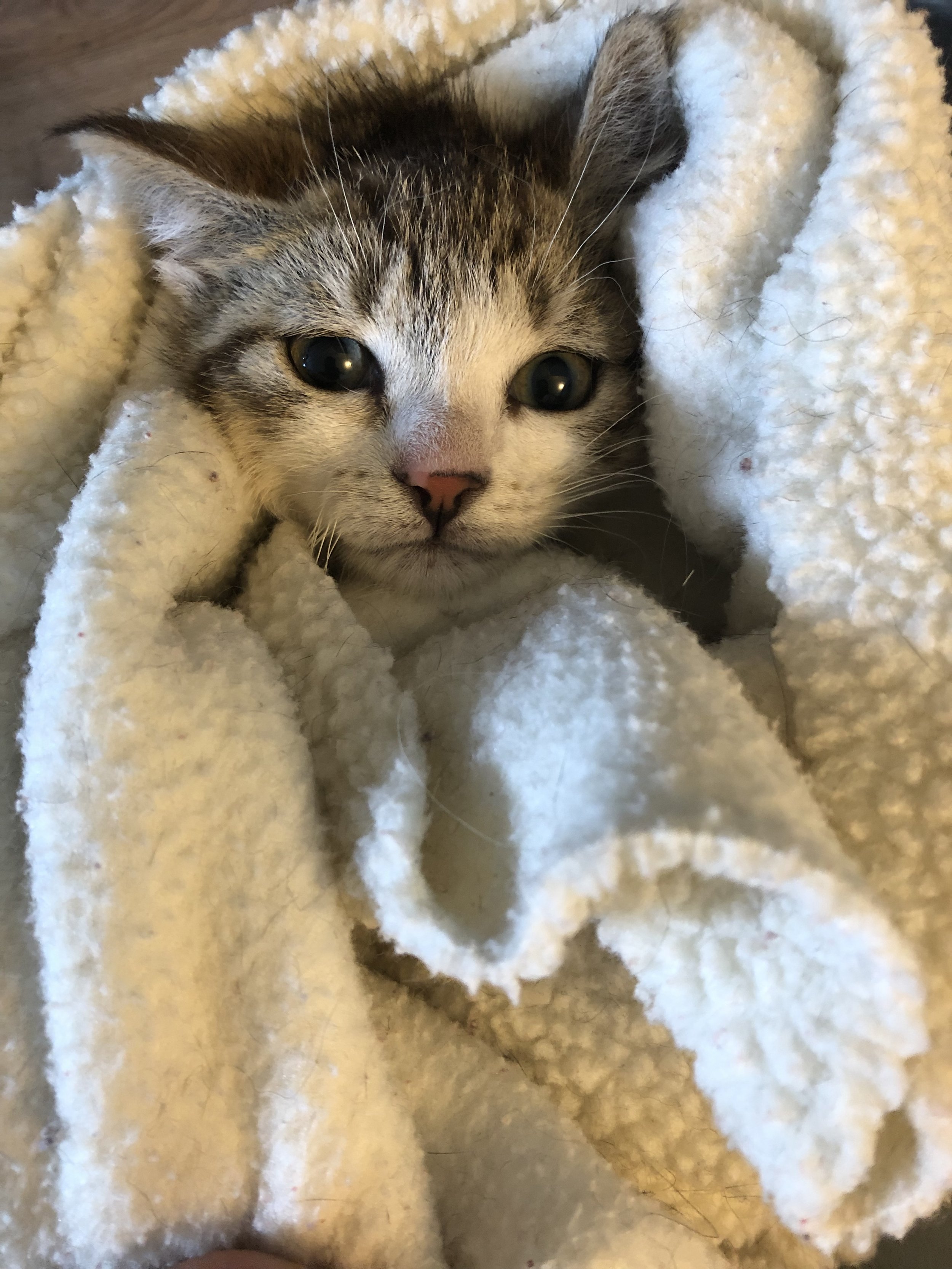 Clementine Kitten.jpg