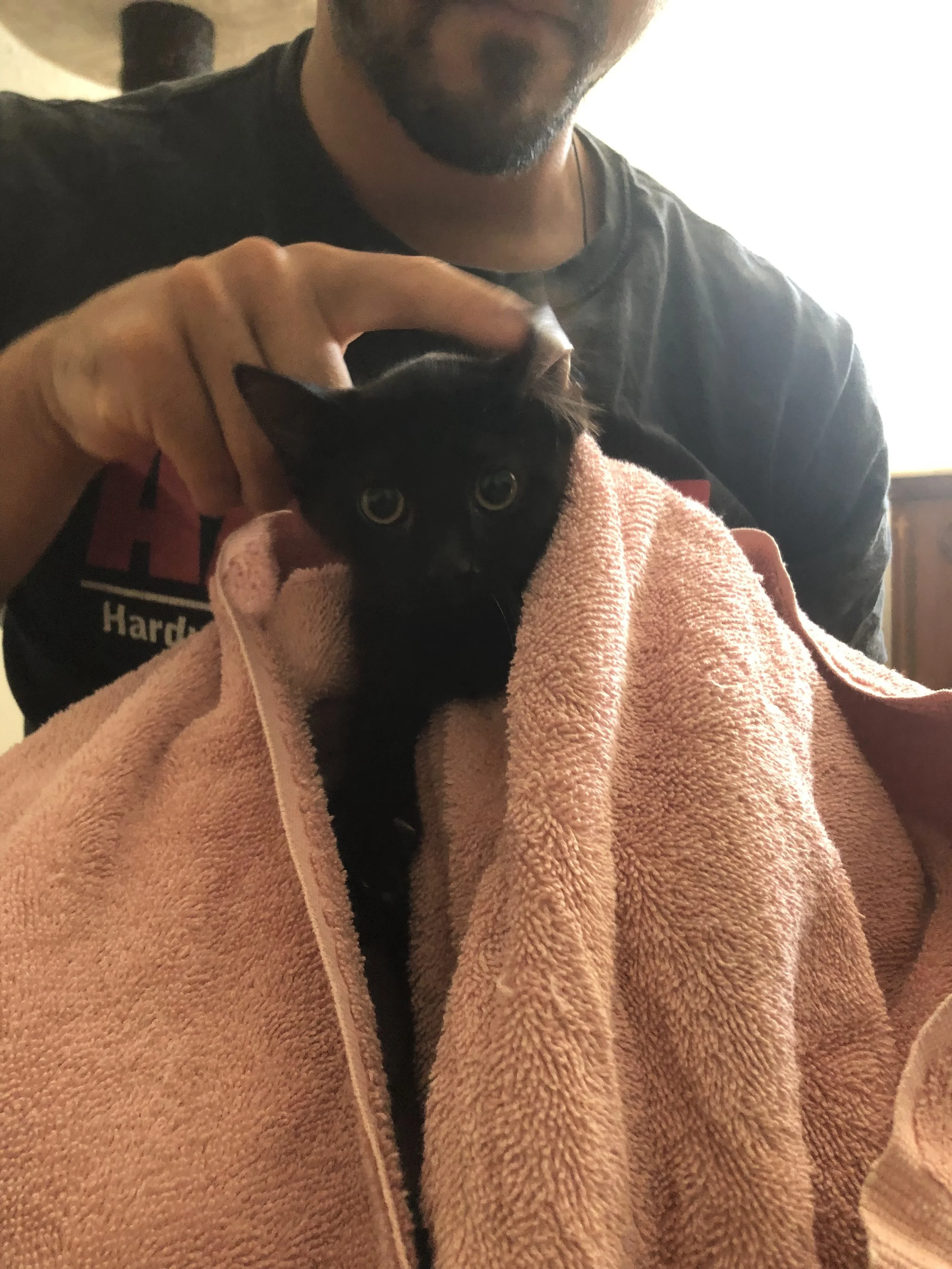 Pickle Kitten.jpg