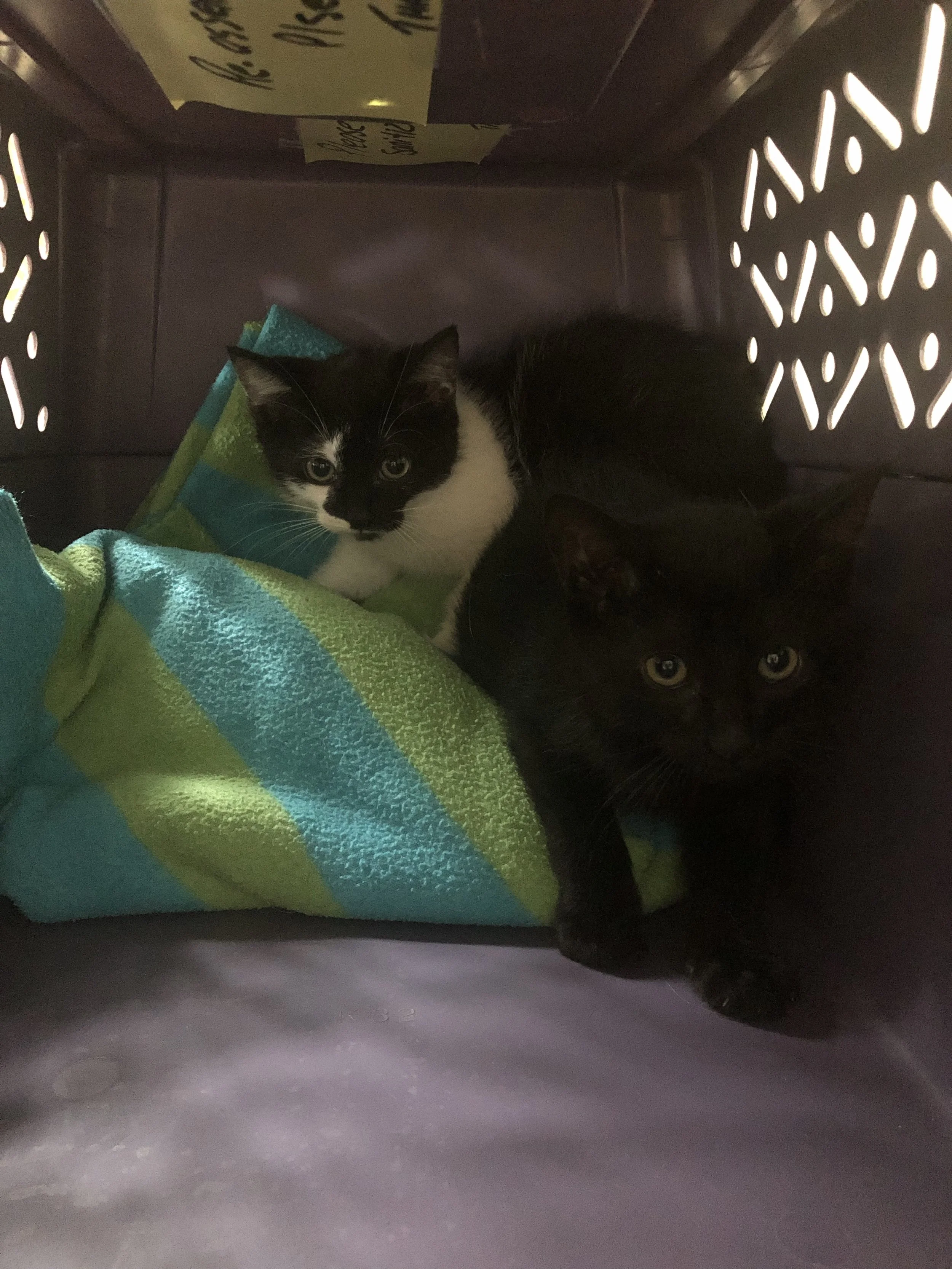 Zucchini and Bean.jpg