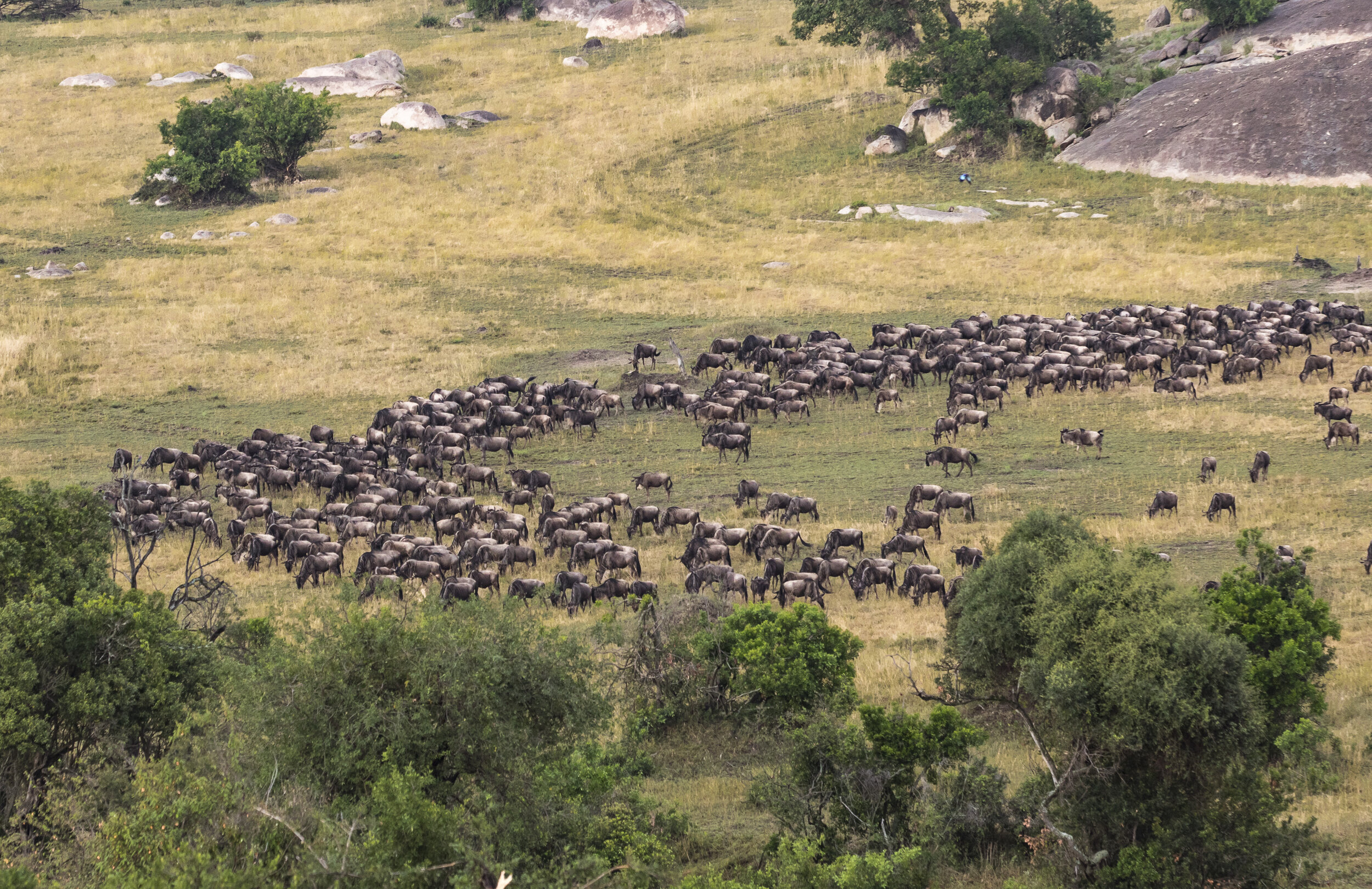 CDR_09282019_Tanzania_0236_tanzania_.jpg