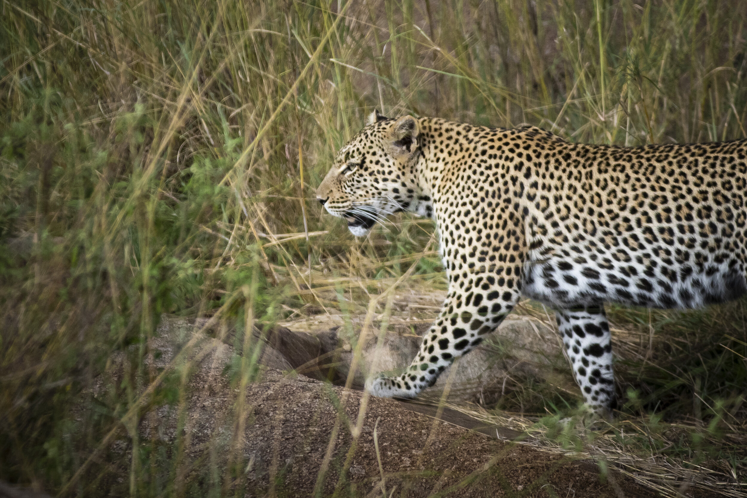 CDR_09272019_Tanzania_3478_tanzania_.jpg