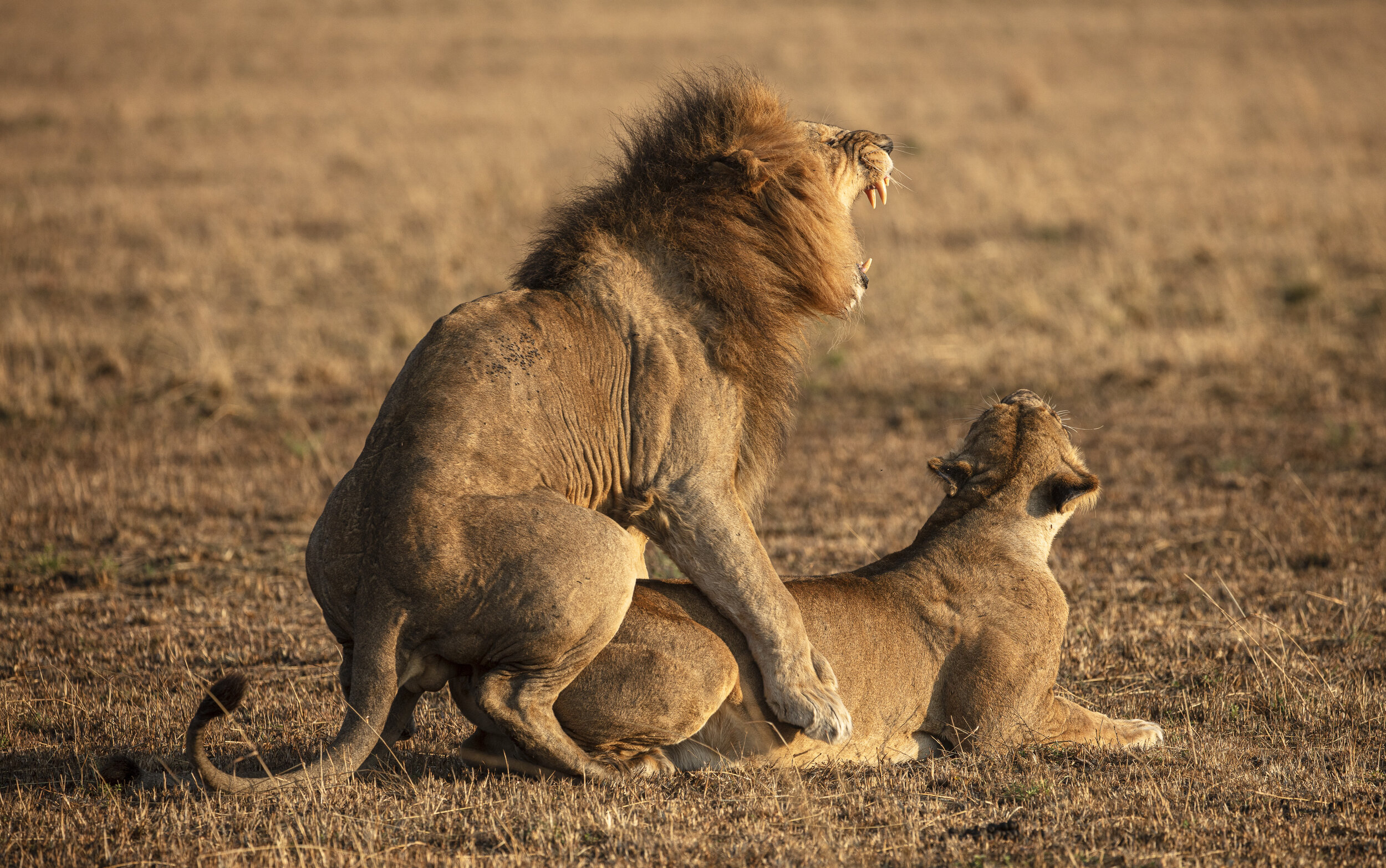 CDR_08082021_0088_serengeti.jpg