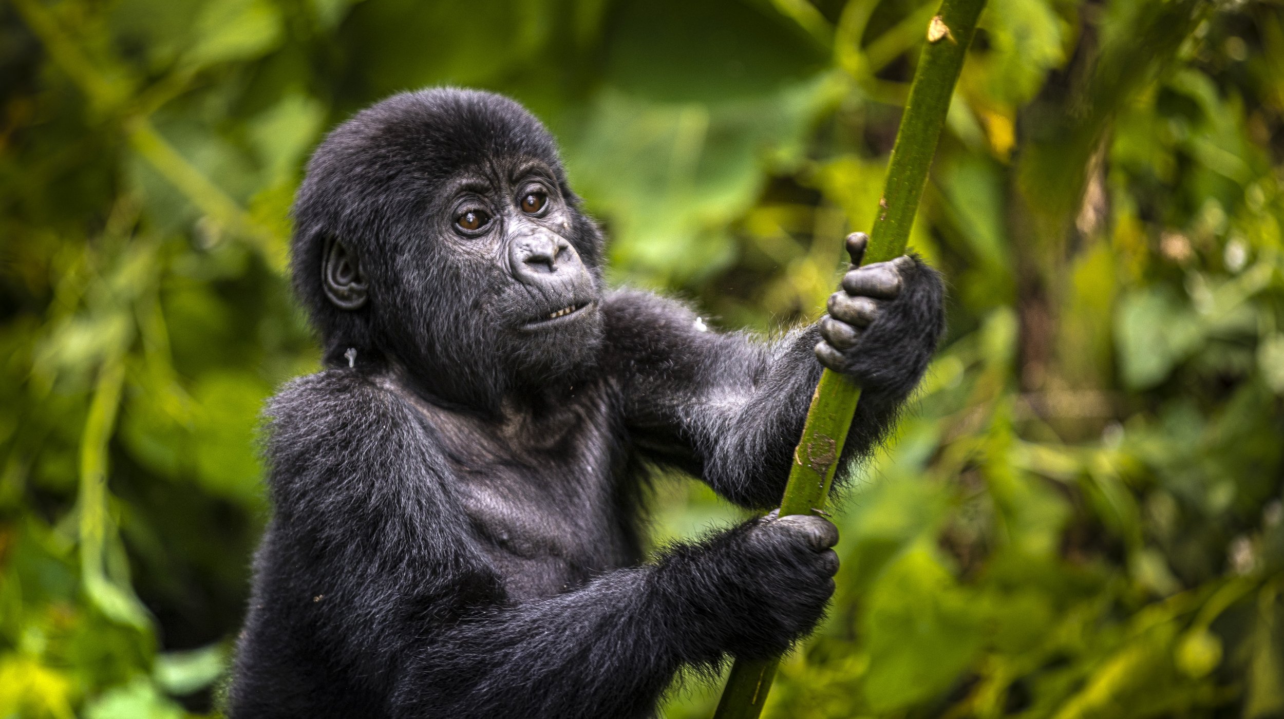 CDR_05212023_0601_Gorilla Trek.JPG