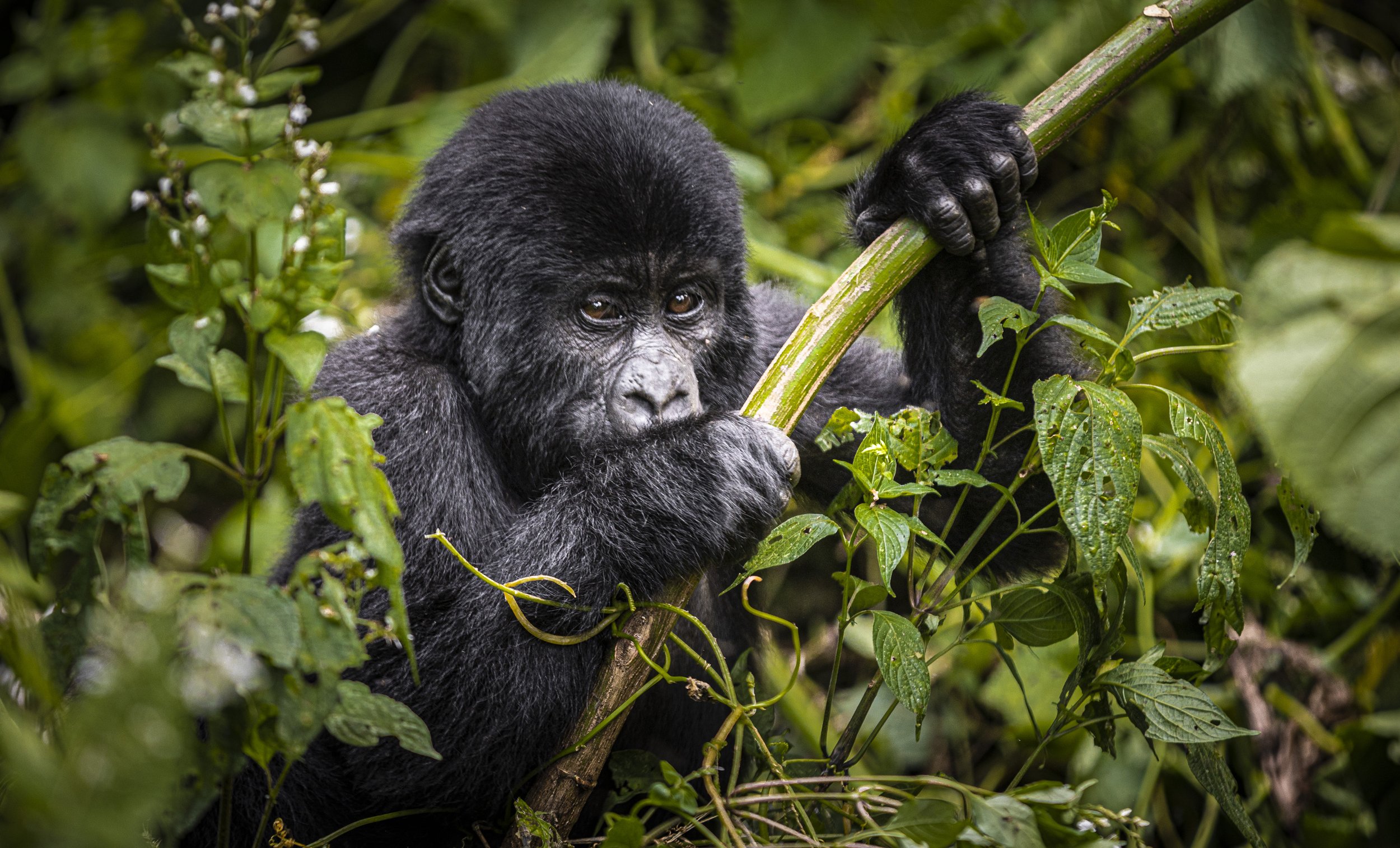 CDR_05212023_0618_Gorilla Trek.JPG