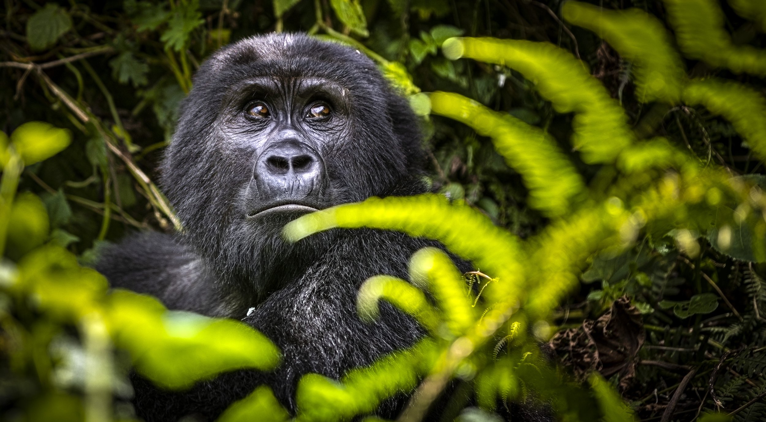 CDR_05212023_0802_Gorilla Trek.JPG