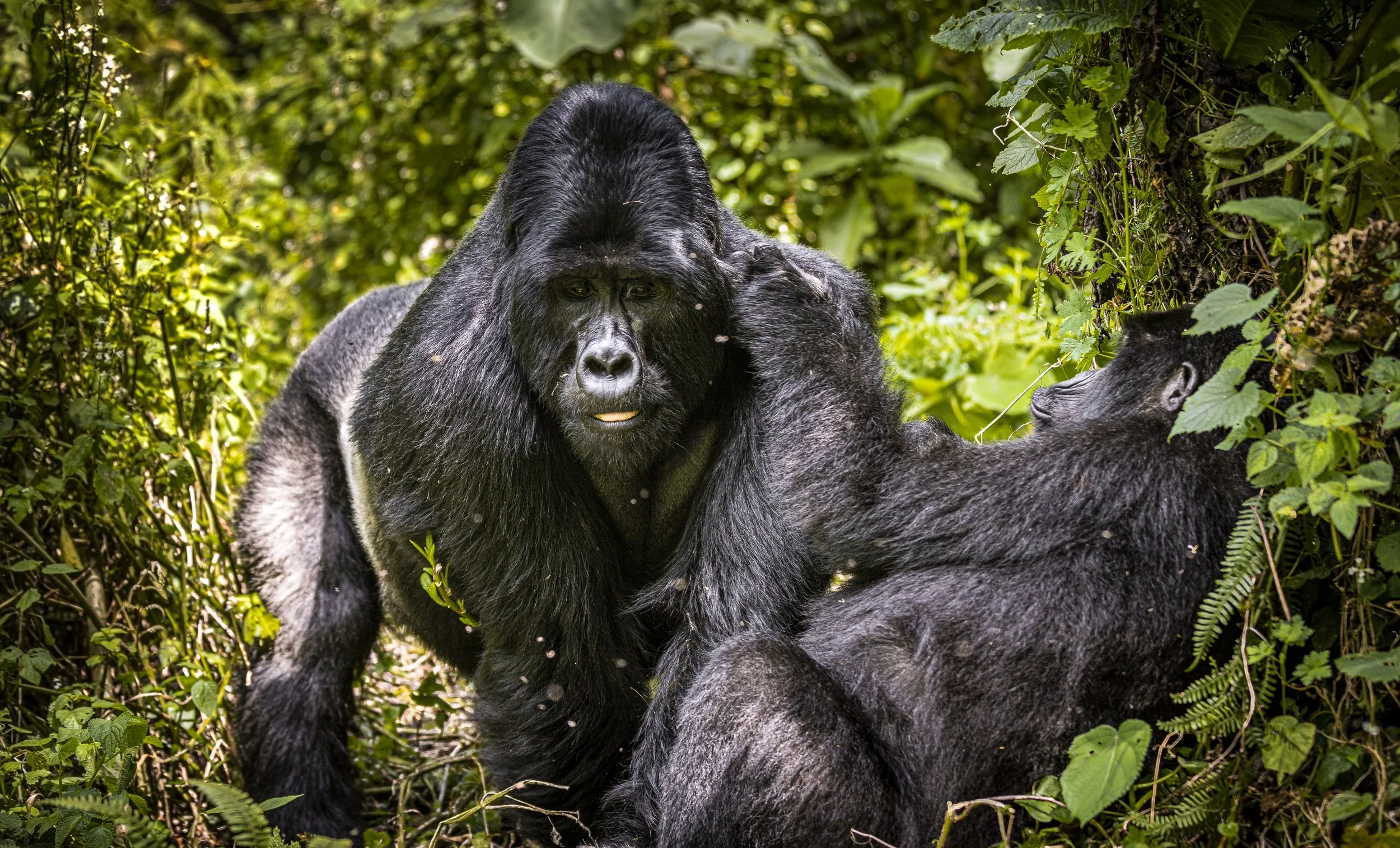 CDR_05212023_0864_Gorilla Trek.JPG