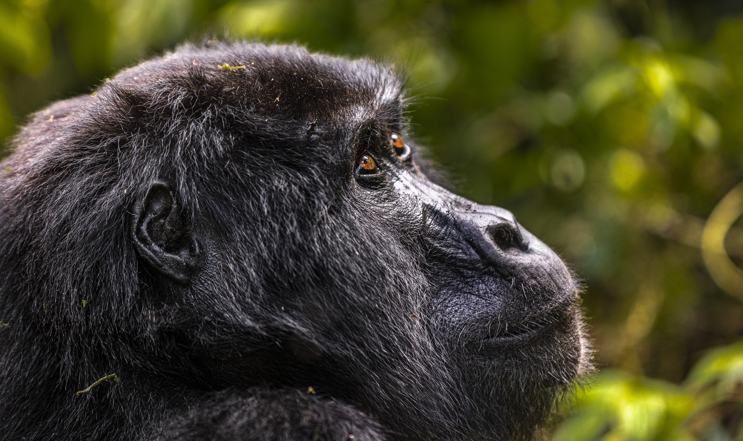 CDR_05212023_1068_Gorilla Trek.JPG