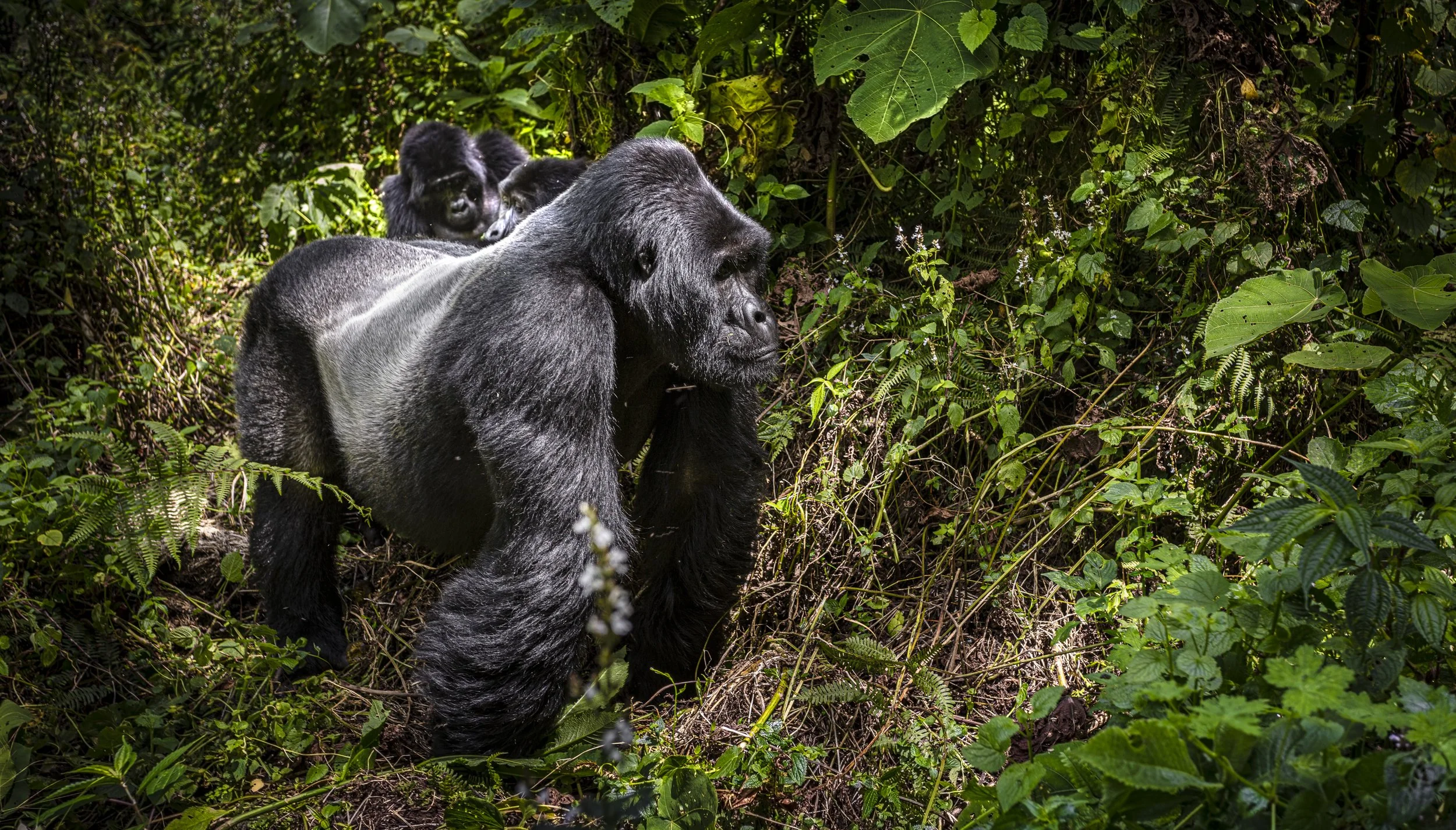 CDR_05212023_0870_Gorilla Trek.JPG