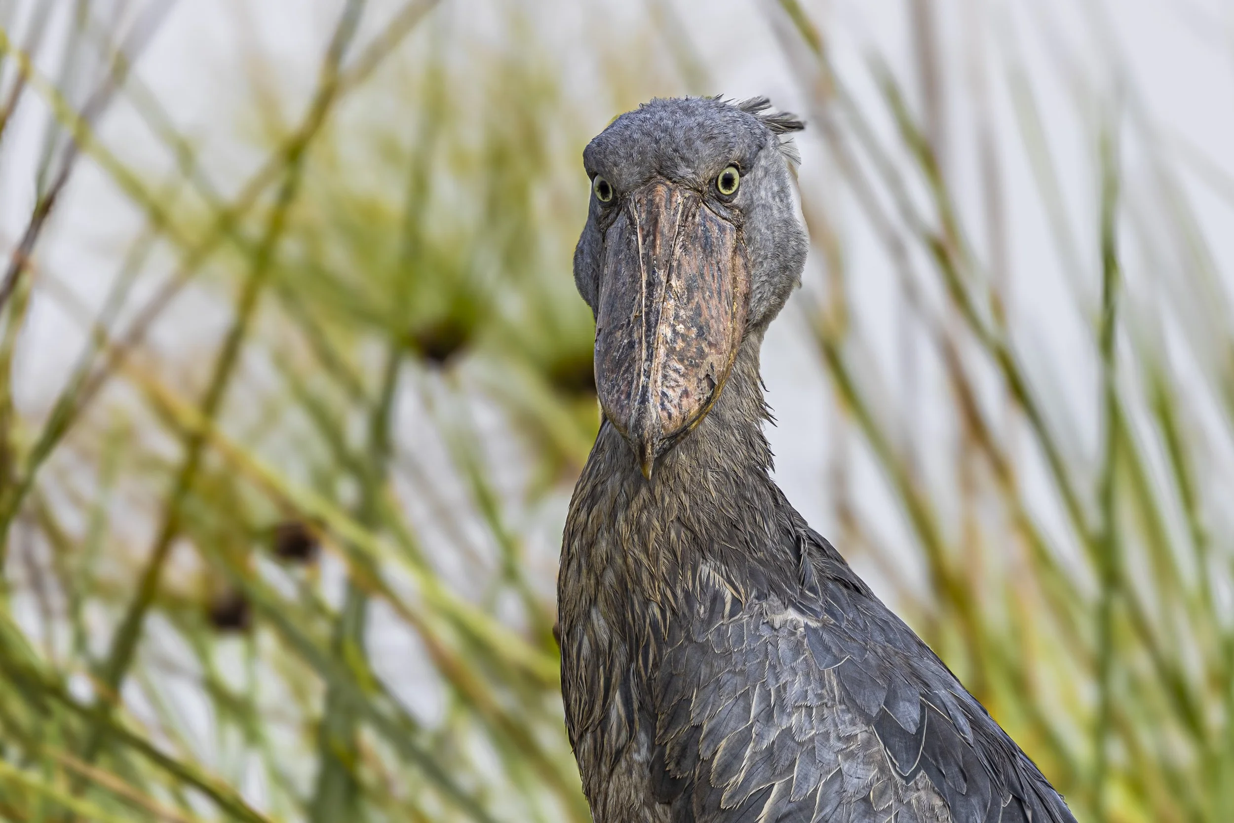 CDR_01152025_0332_Shoebill_Entebbe_1.JPG