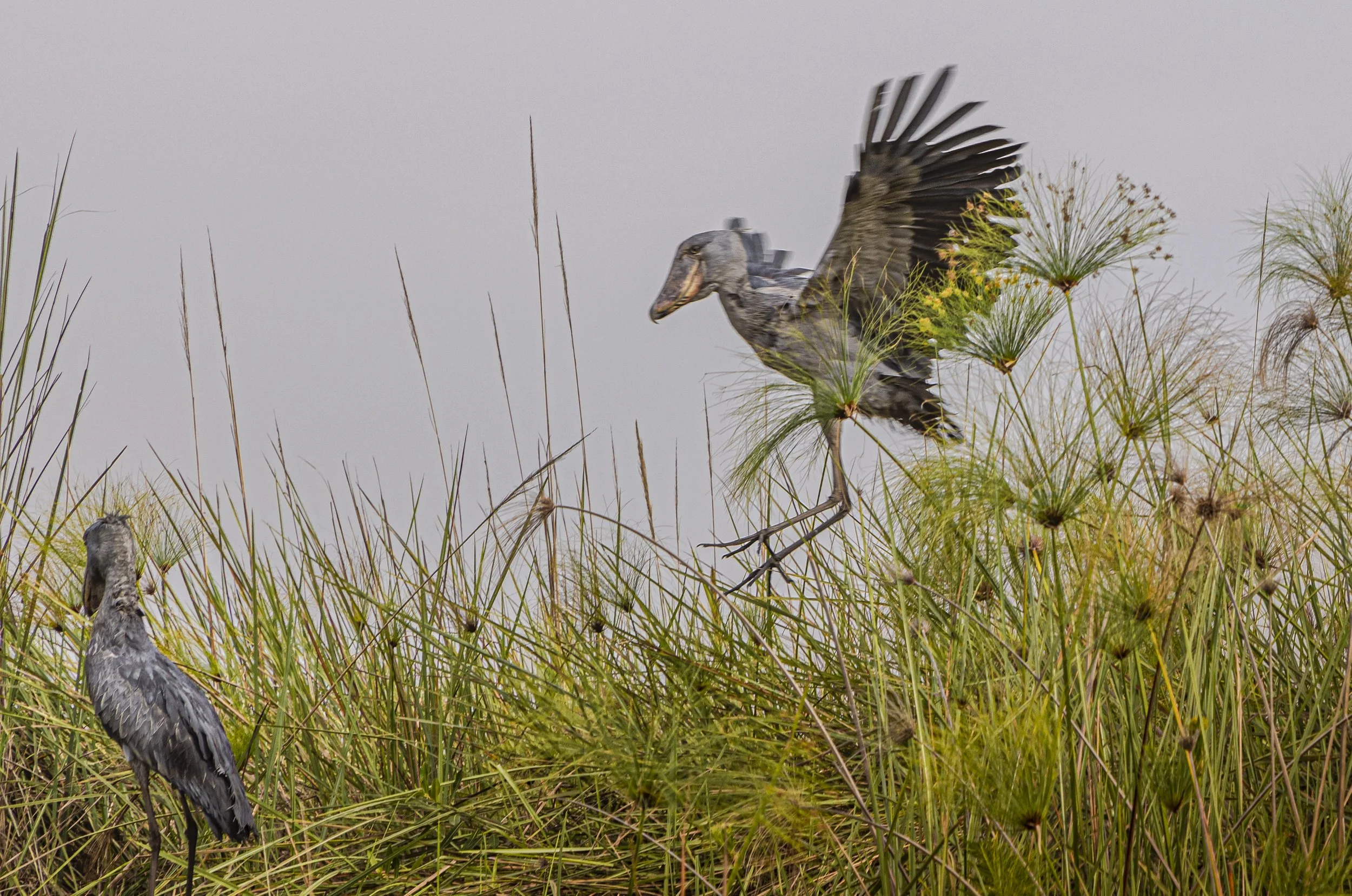 CDR_01152025_0344_Shoebill_Entebbe.JPG