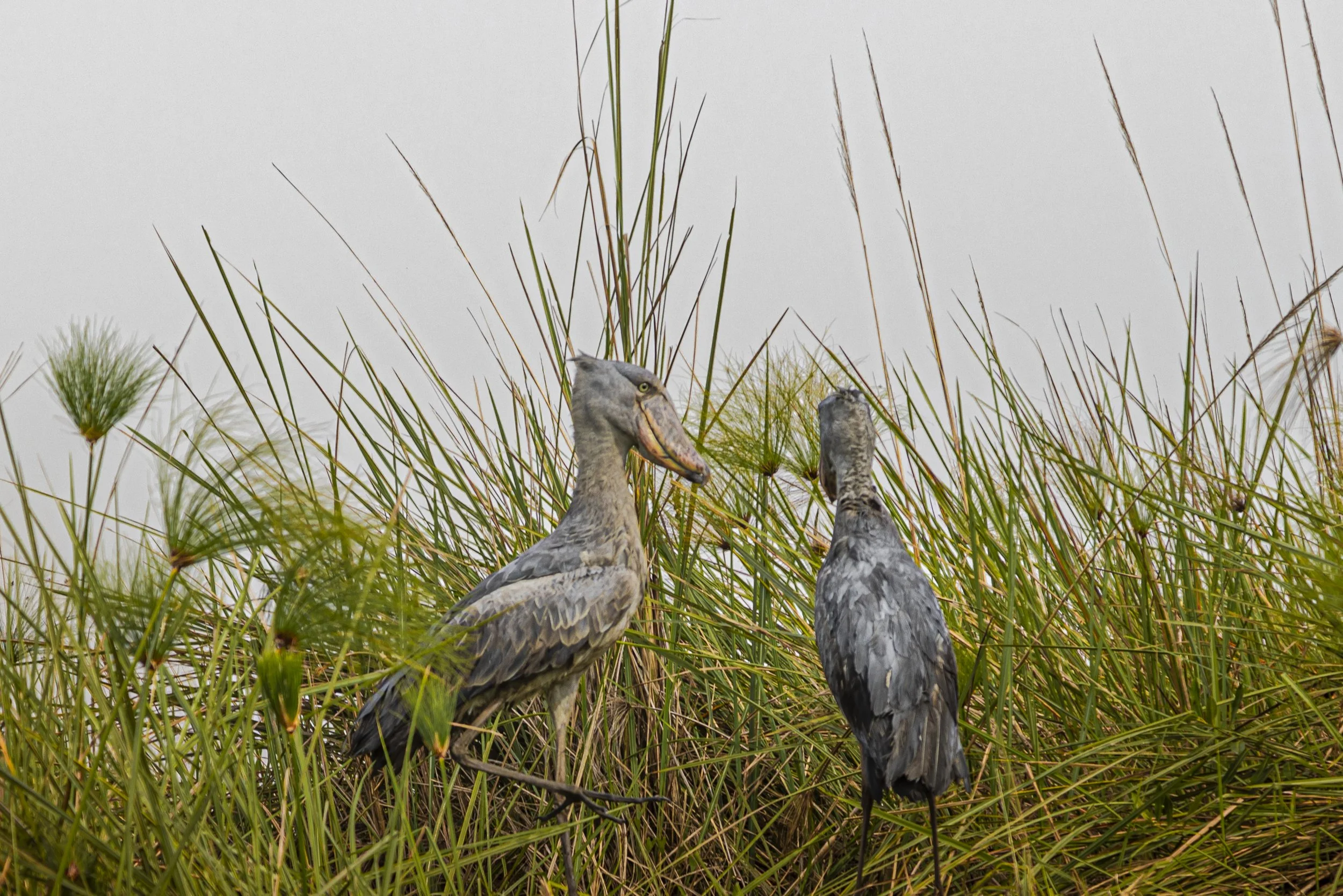 CDR_01152025_0355_Shoebill_Entebbe.JPG