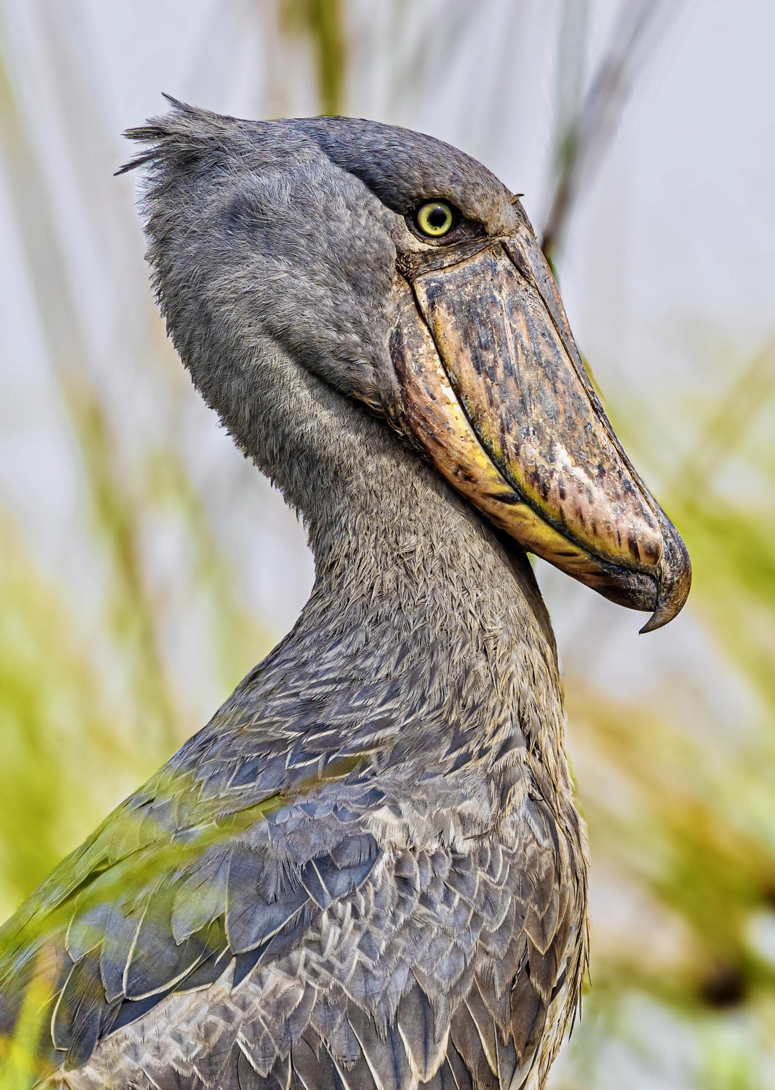 CDR_01152025_0414_Shoebill_Entebbe copy 2.jpg