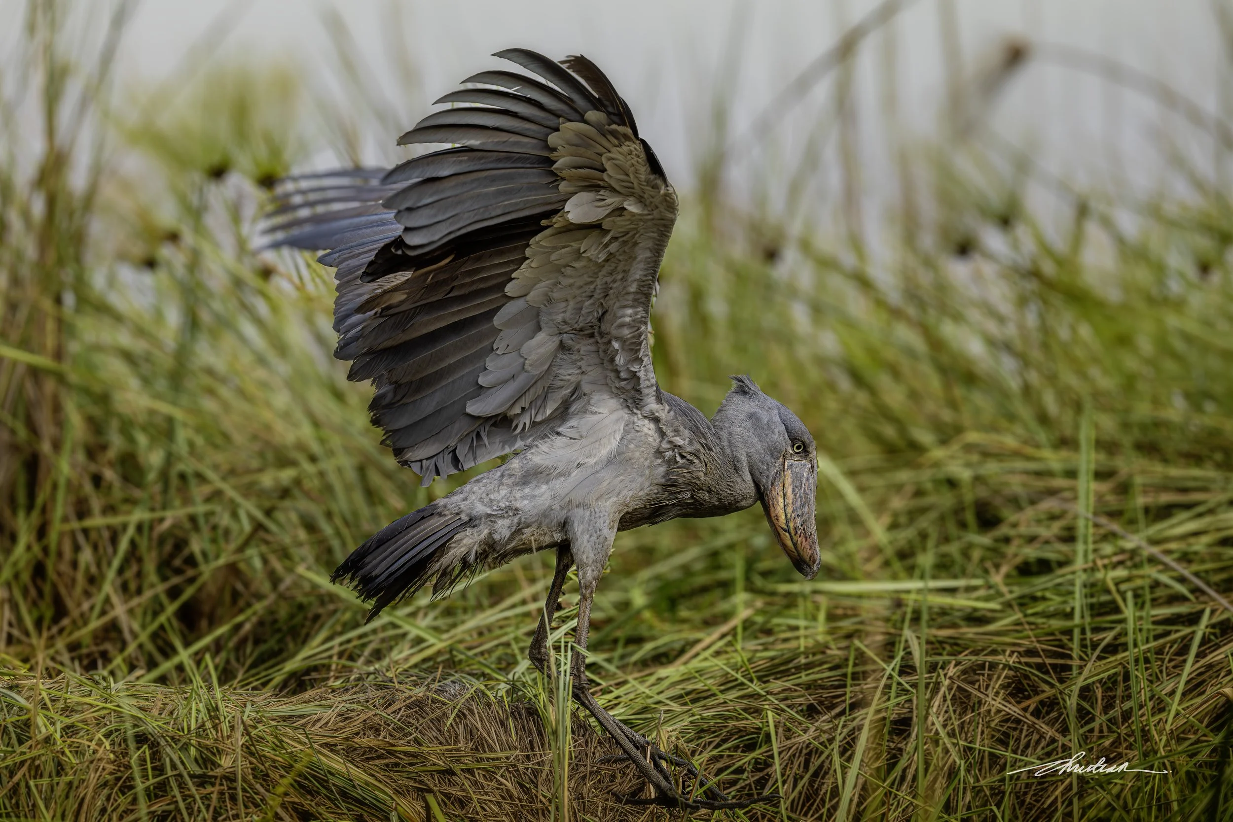 CDR_01152025_0517_Shoebill_Entebbe-Enhanced-NR copy.JPG