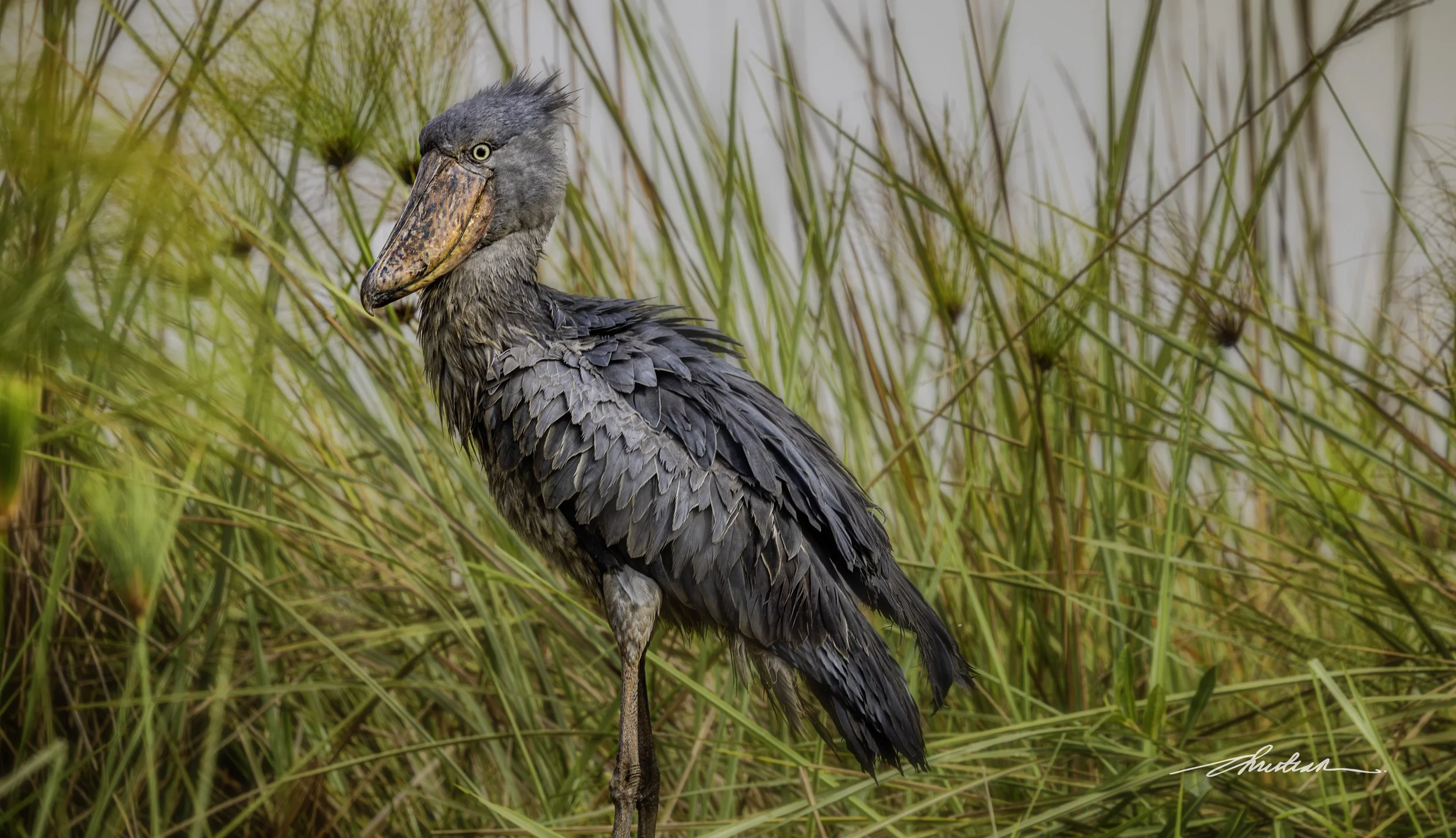 CDR_01152025_0244_Shoebill_Entebbe_v2.JPG