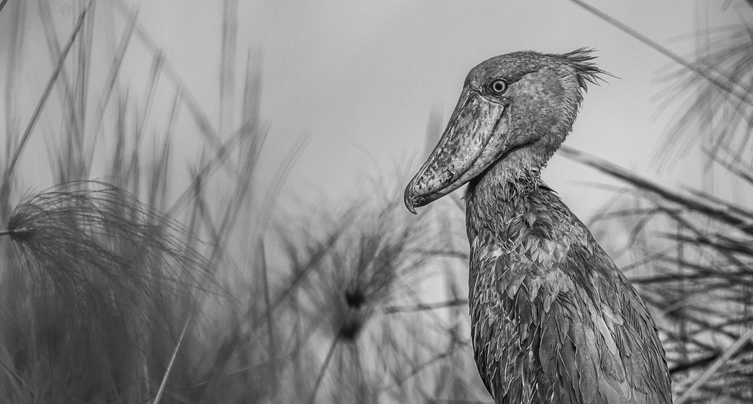 CDR_01152025_0179_Shoebill_Entebbe.JPG