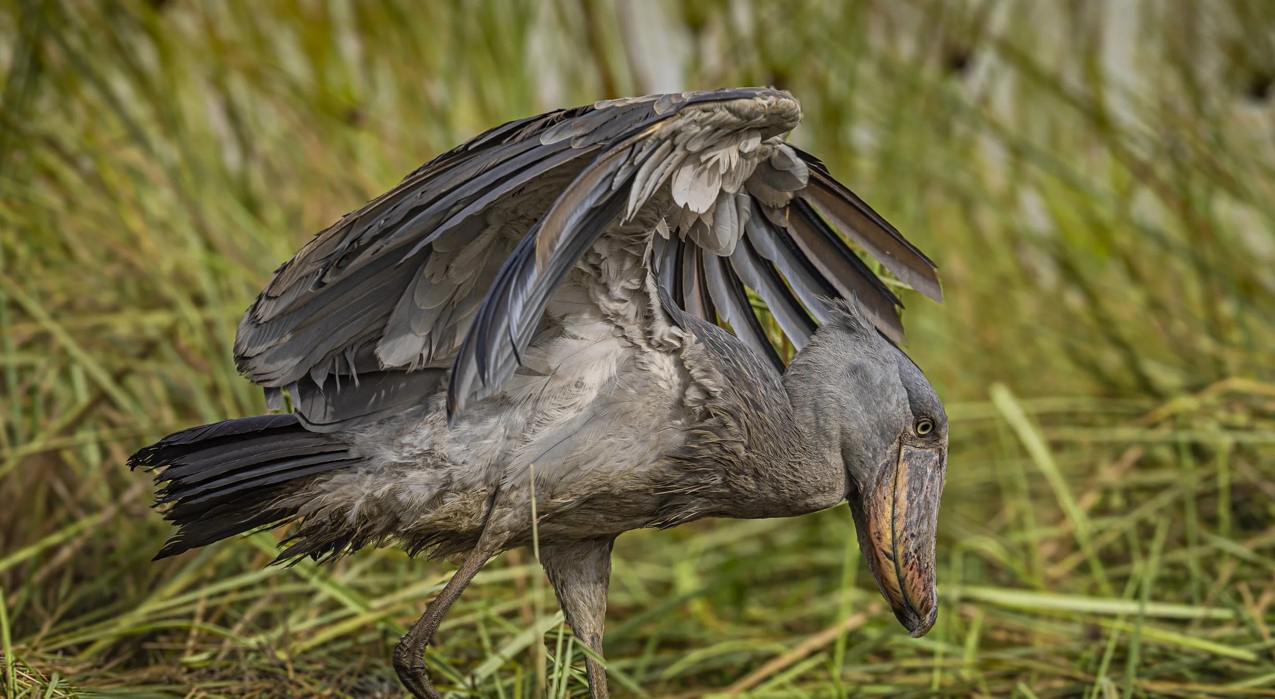CDR_01152025_0501_Shoebill_Entebbe.JPG