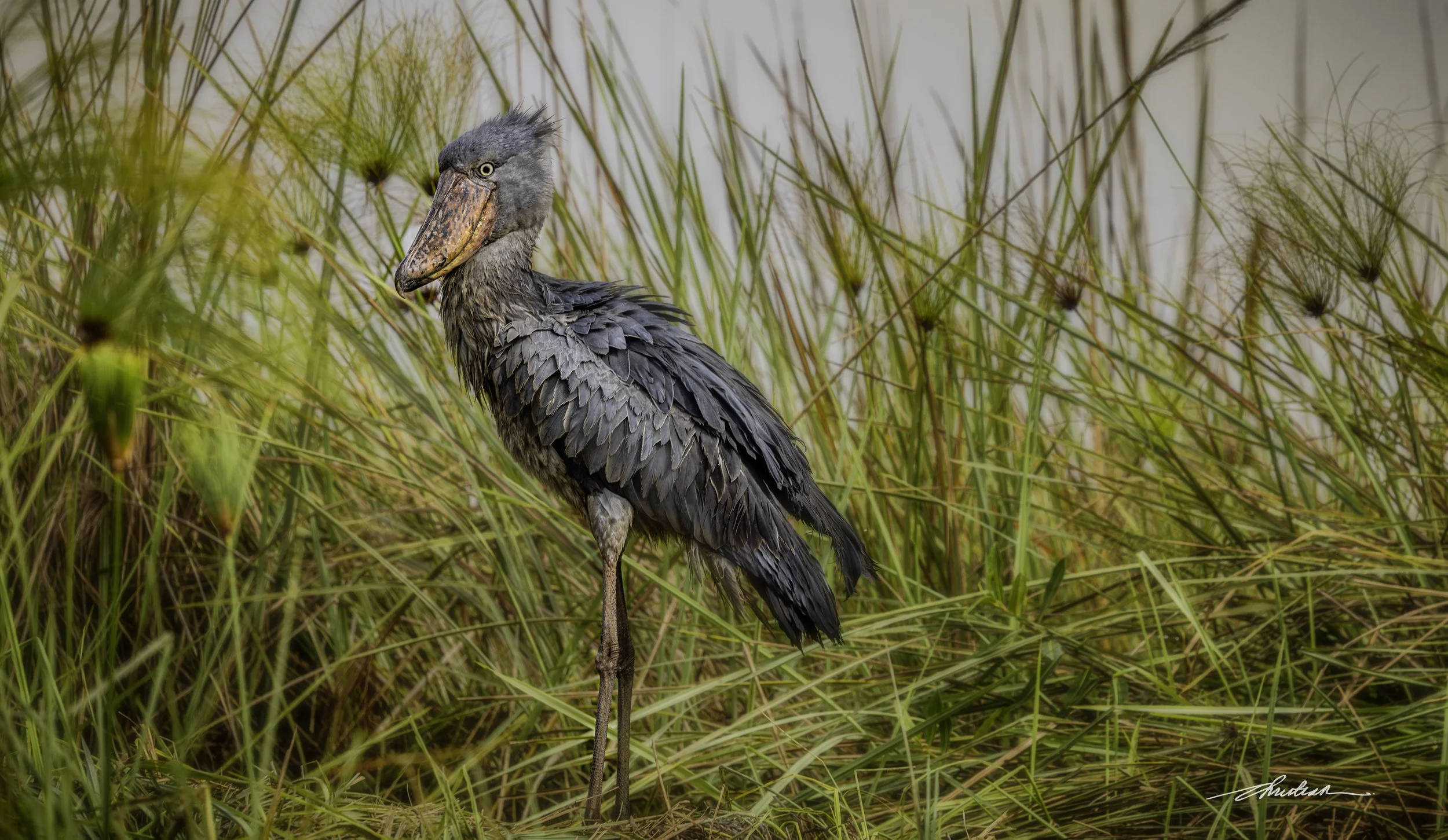 CDR_01152025_0244_Shoebill_Entebbe-Enhanced-NR copy.JPG