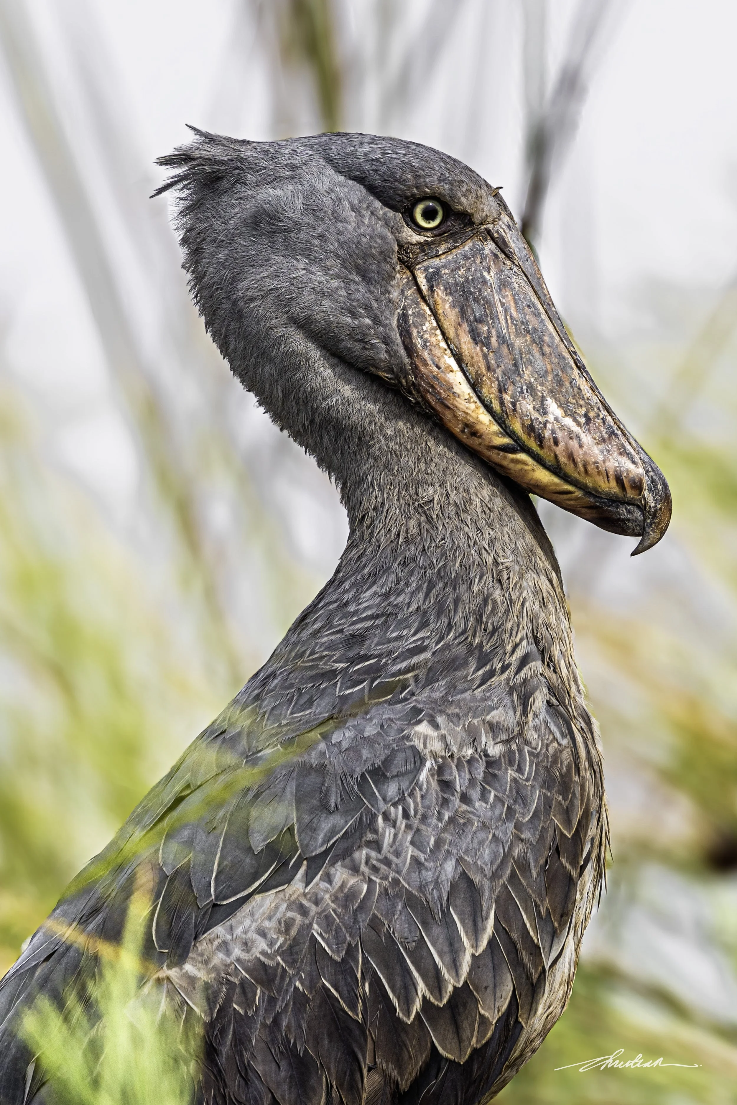 CDR_01152025_0414_Shoebill_Entebbe copy.JPG