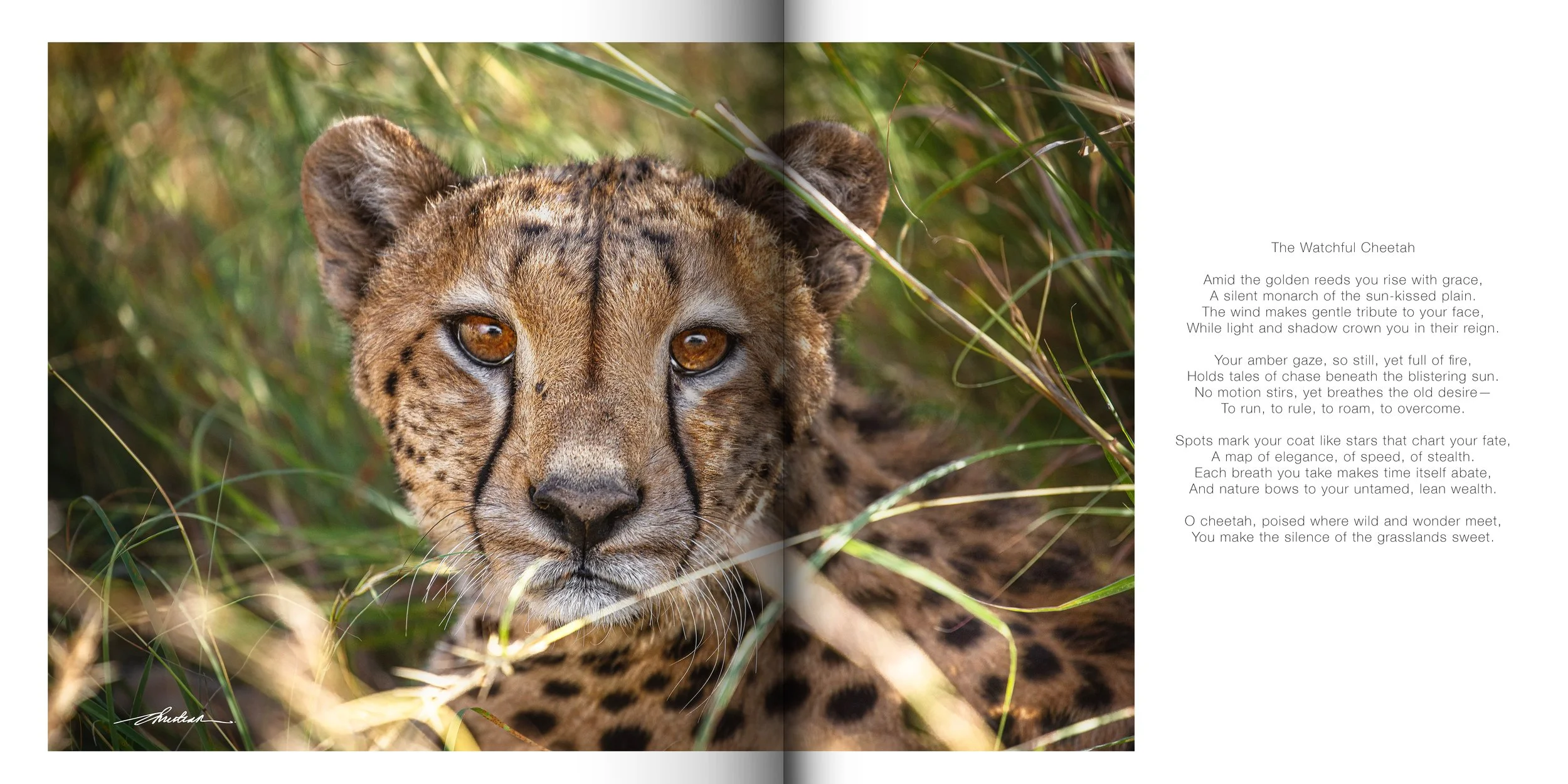Tim's Cheetah 2022 Spread copy.jpg