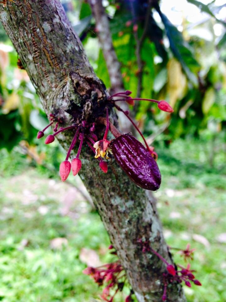 cocoa pod up close on tree.jpg