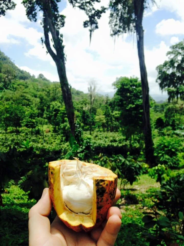 cocoa pod open background of trees.jpg