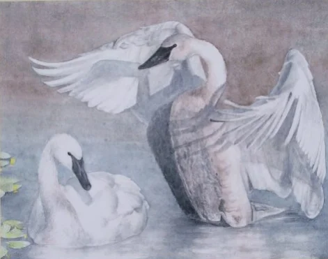Swans