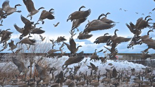 Scattered Geese - David Woodard