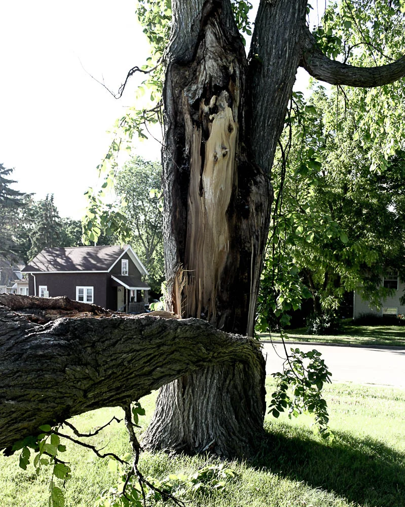 Broken Tree01 - Dan Ford