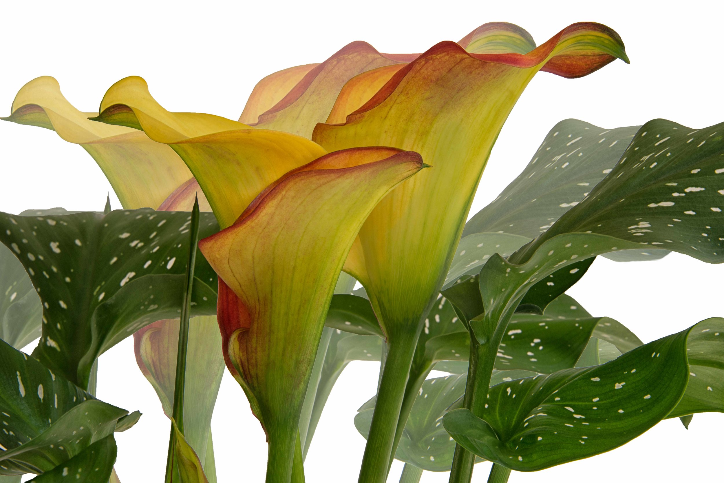 Yellow Calla Lily.jpg