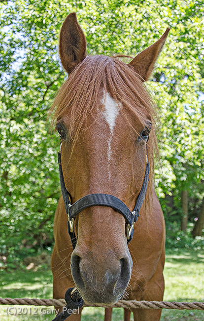 3rd place - Horse Hair - Gary Peel