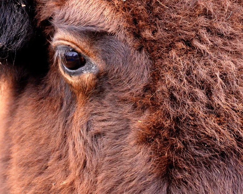 1st_place_-_Bison_Eye_-_Steve_Morse.jpg