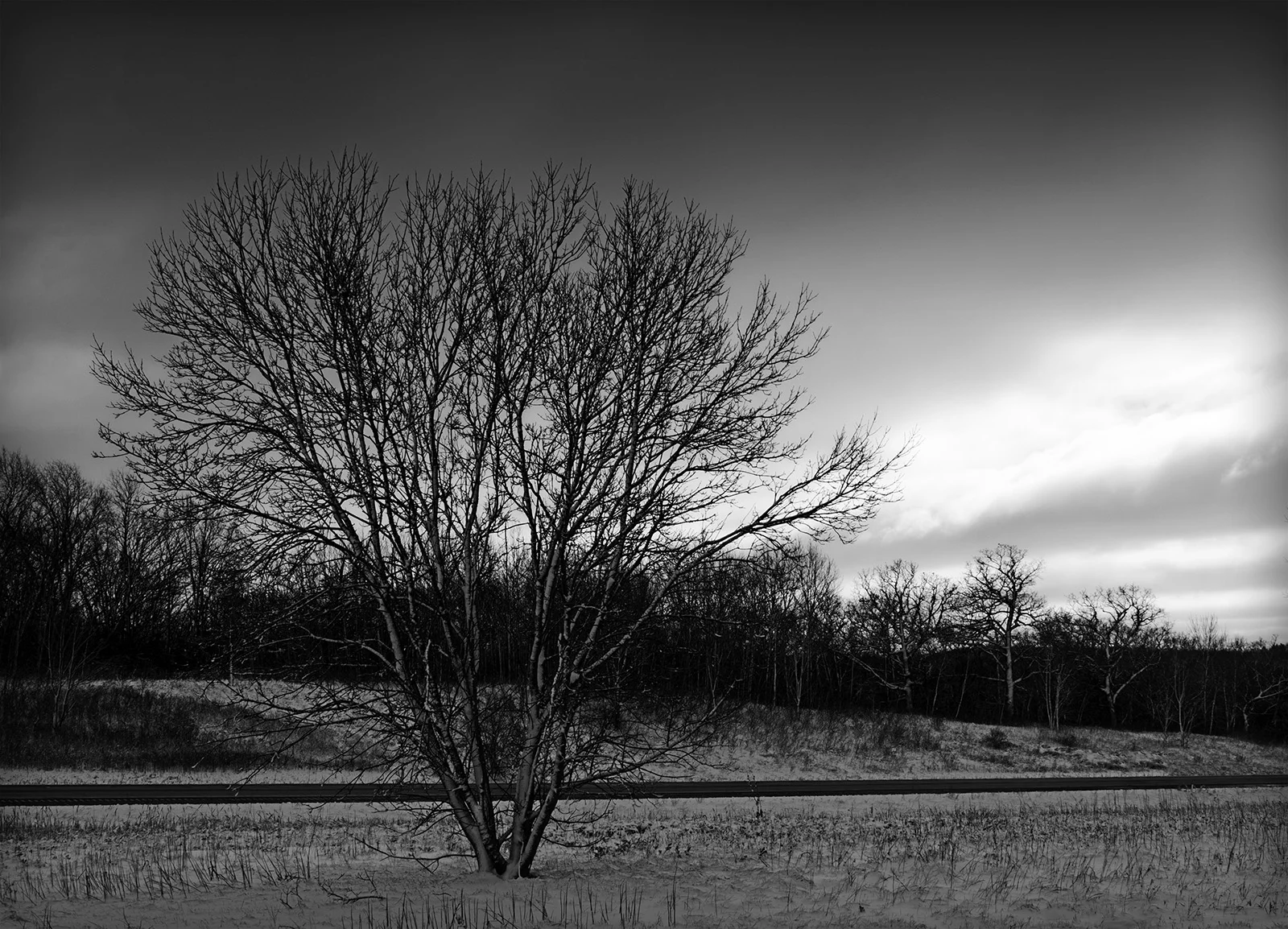 I-43 Tree