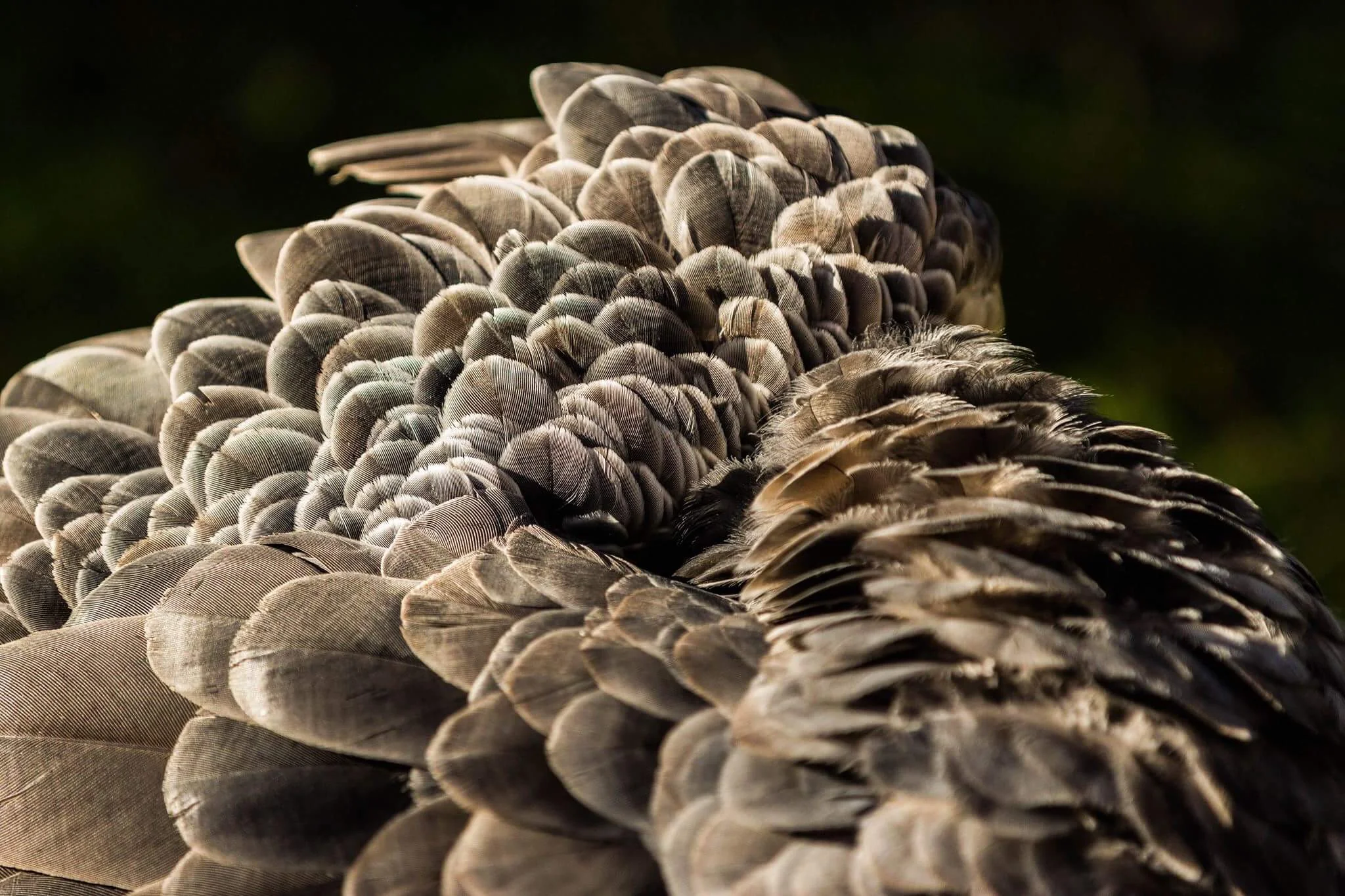 Peacock Feathers - Marci Konopa