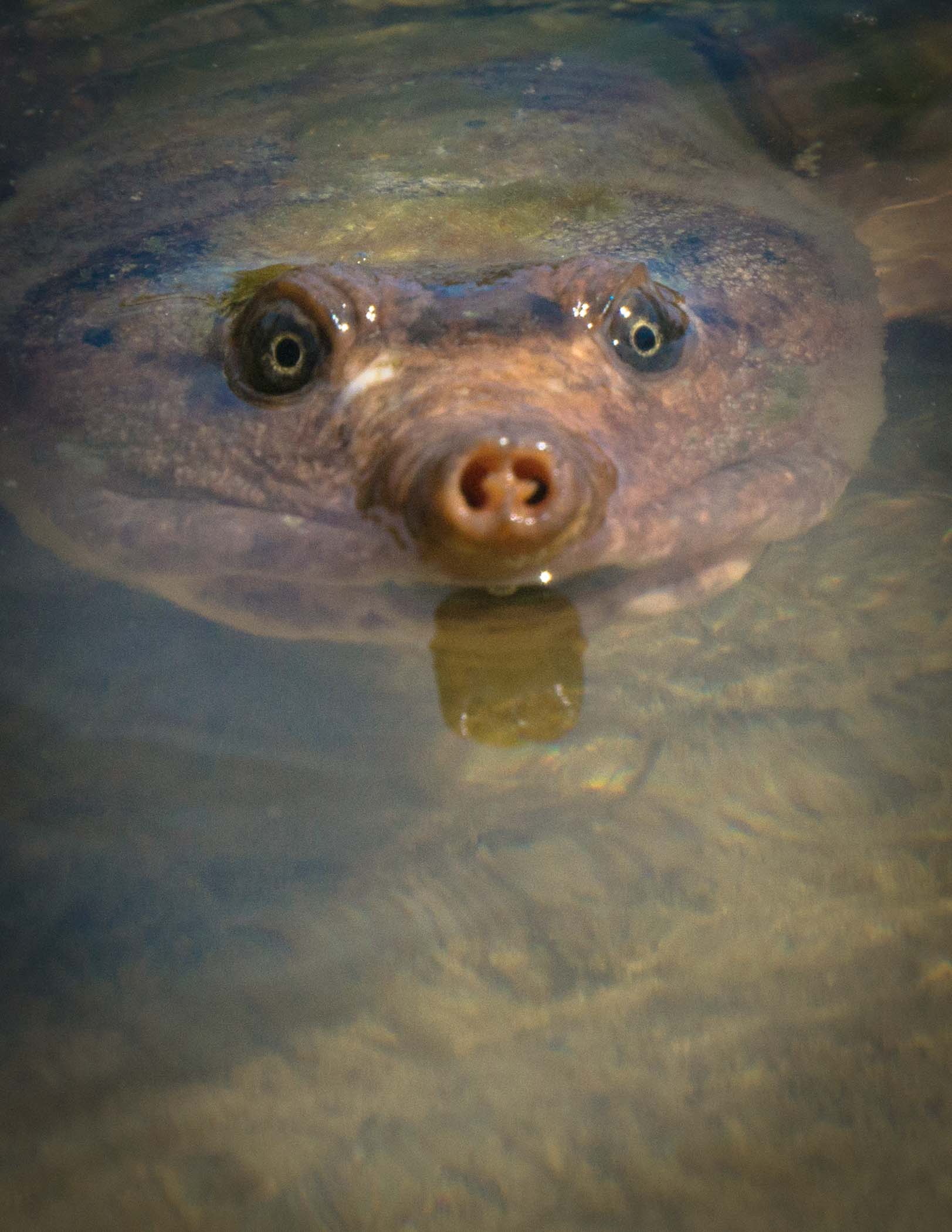 Turtle - Ted Tousman