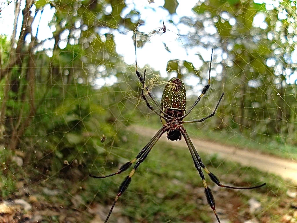 05AAi_Araña de San Juanillo.jpg