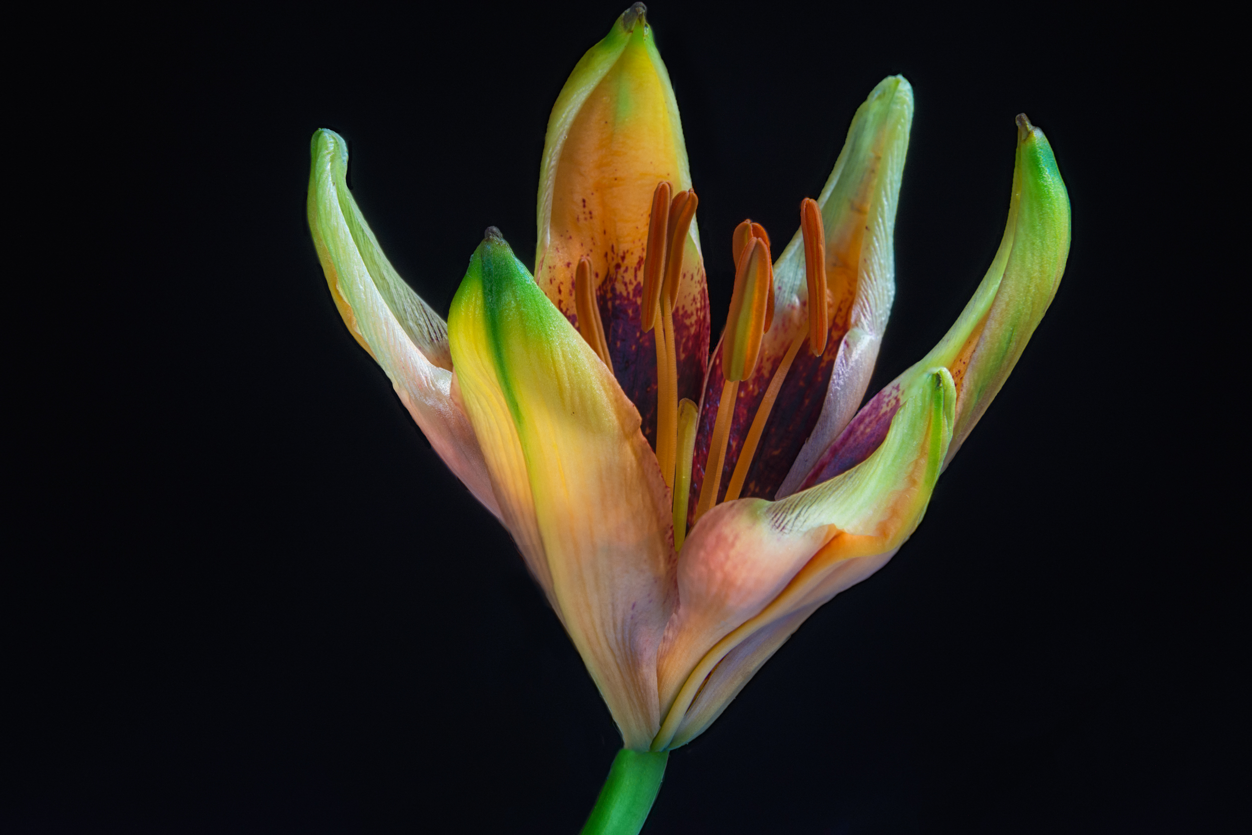 Tango Lily to see more images go to webite: