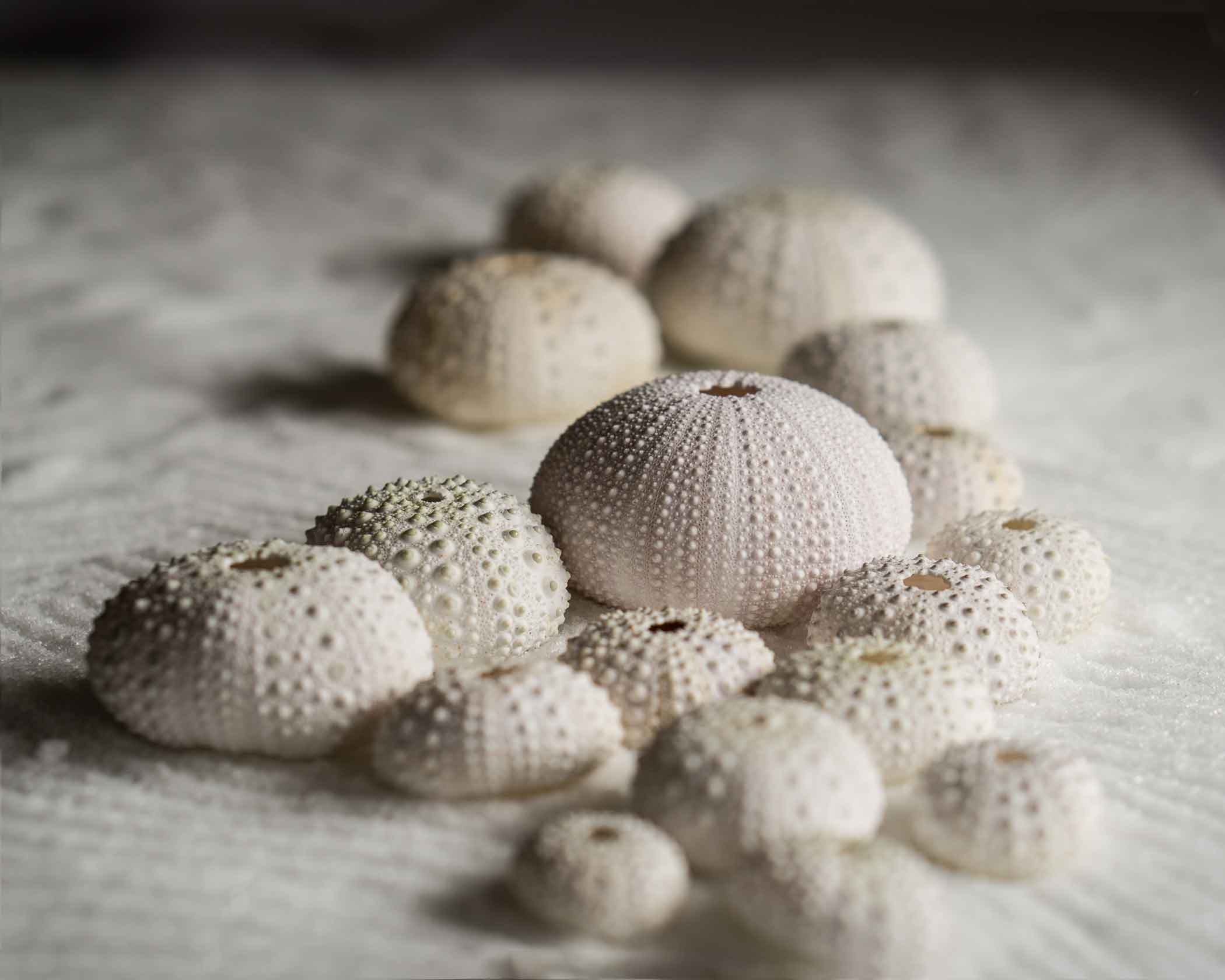 2nd place Sea Urchins with Salt - Patricia Mumford