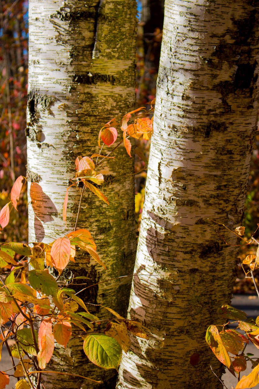 Autumn Birches - Charlie Trimburger