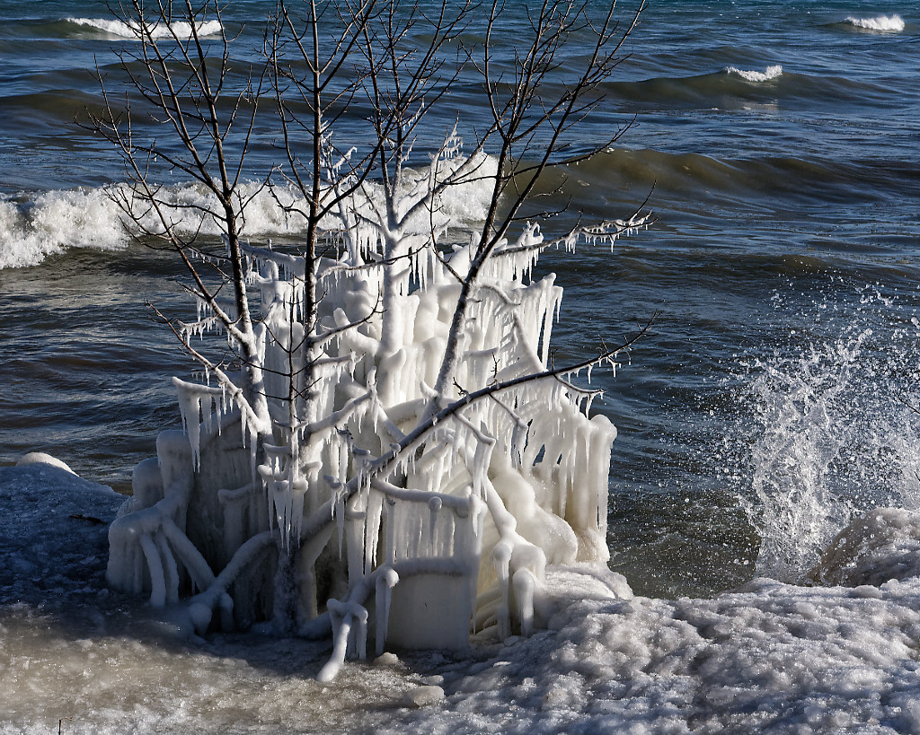 Iced Tree with a Splash of... - Peter Chow