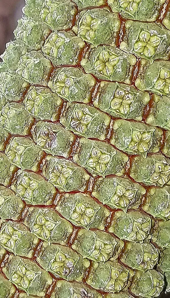 2nd place - Panama Hat Palm - Carole Kincaid