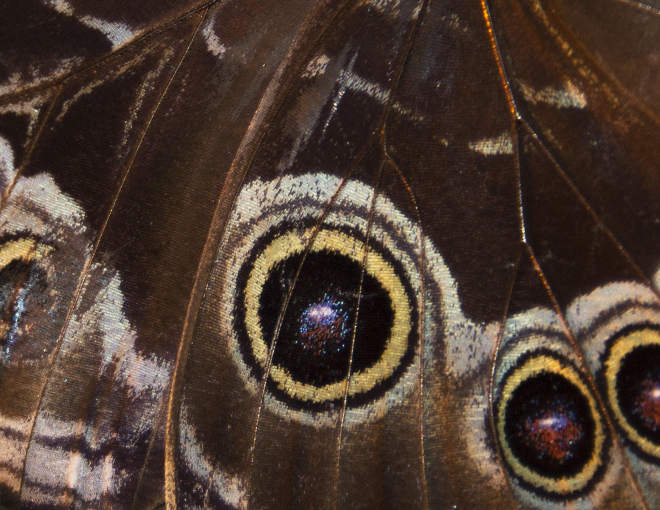Butterfly Wings - Phyllis Bankier