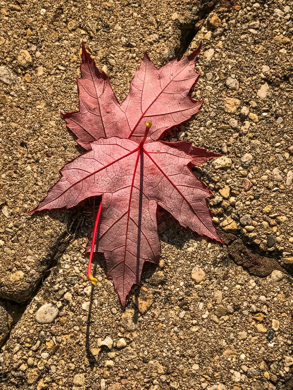 1st place - Fallen Leaves on Flagstone - Jack Kleinman