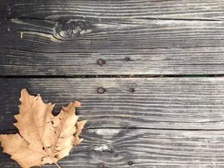 3rd place - Leaf on Wood - Charlie Trimburger