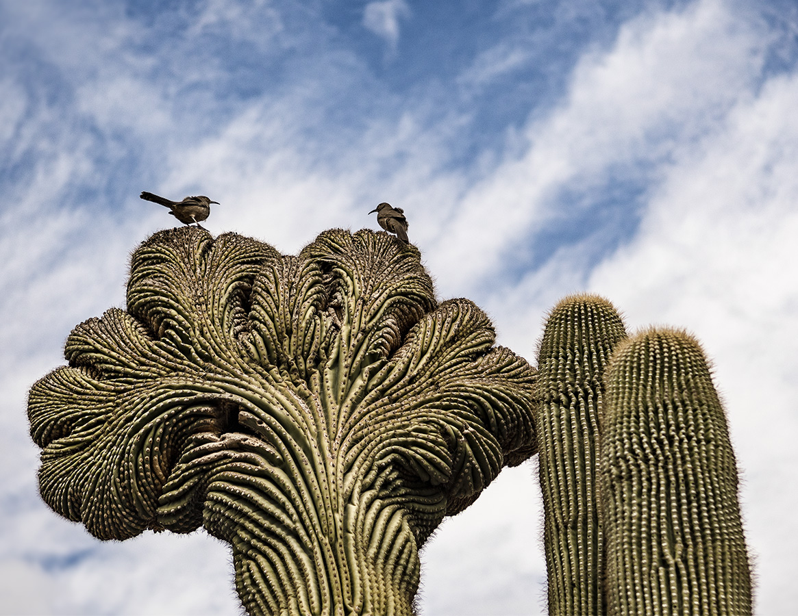 Saguaro Birds - Gary Peel