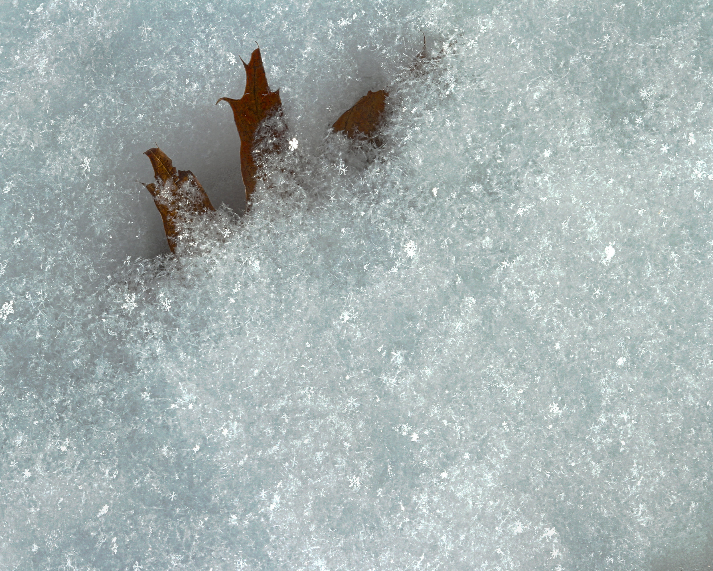 Soft Snow on Oak Leaf - Phil Waitkus