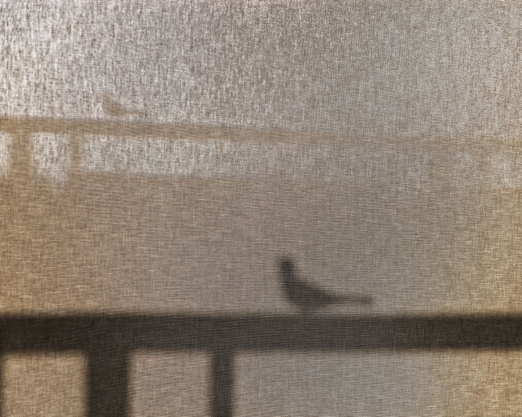 Bird on a Railing - Peter Chow