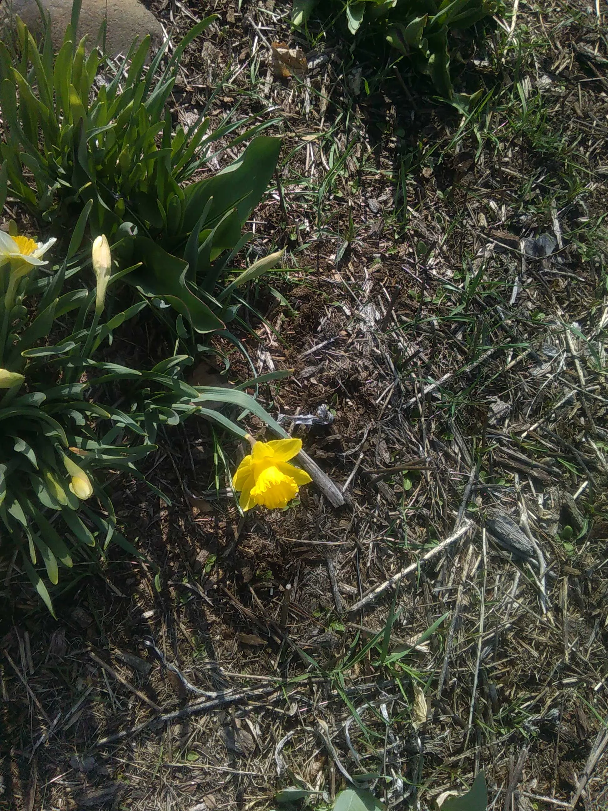 Daff - Dan Ford