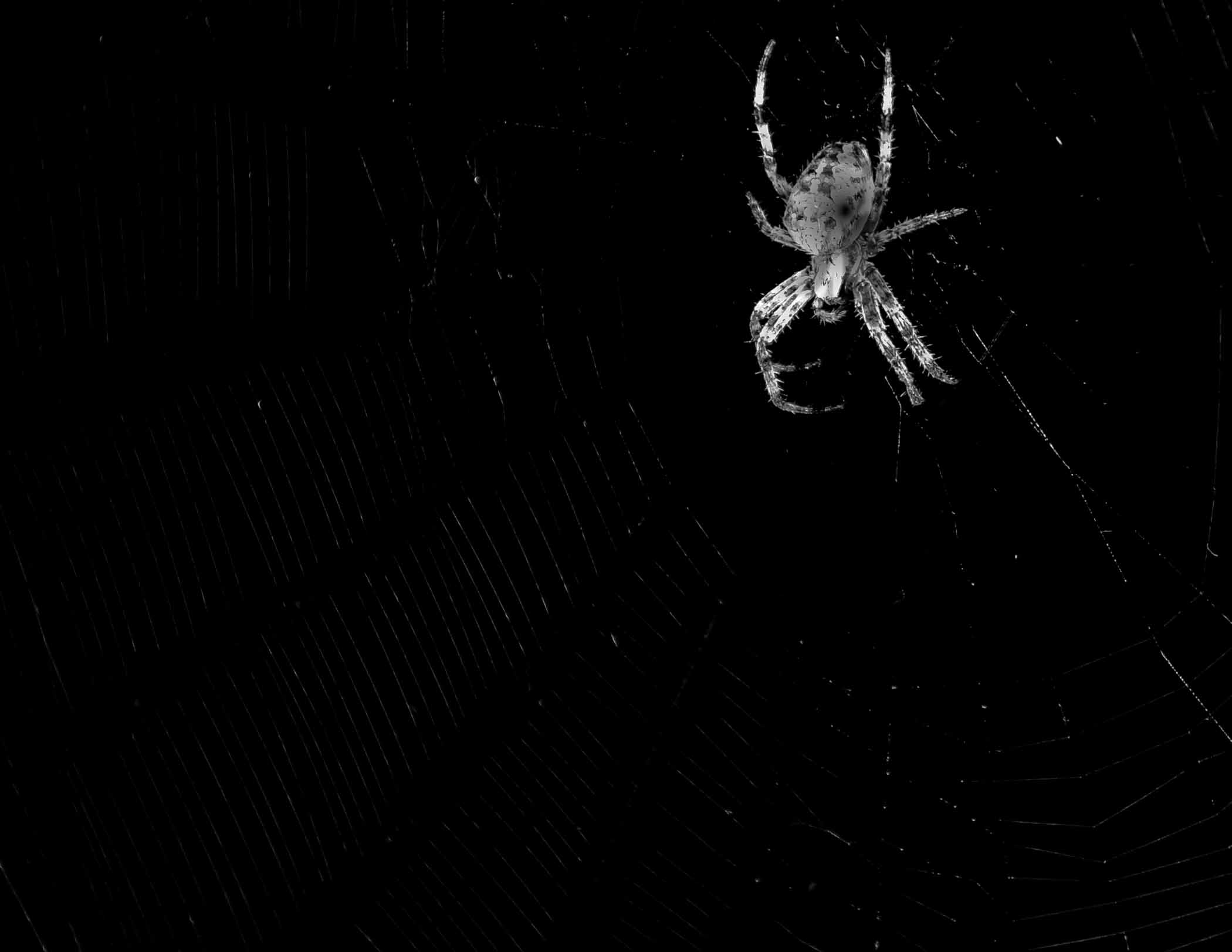 Spider in the Dark - Ted Tousman